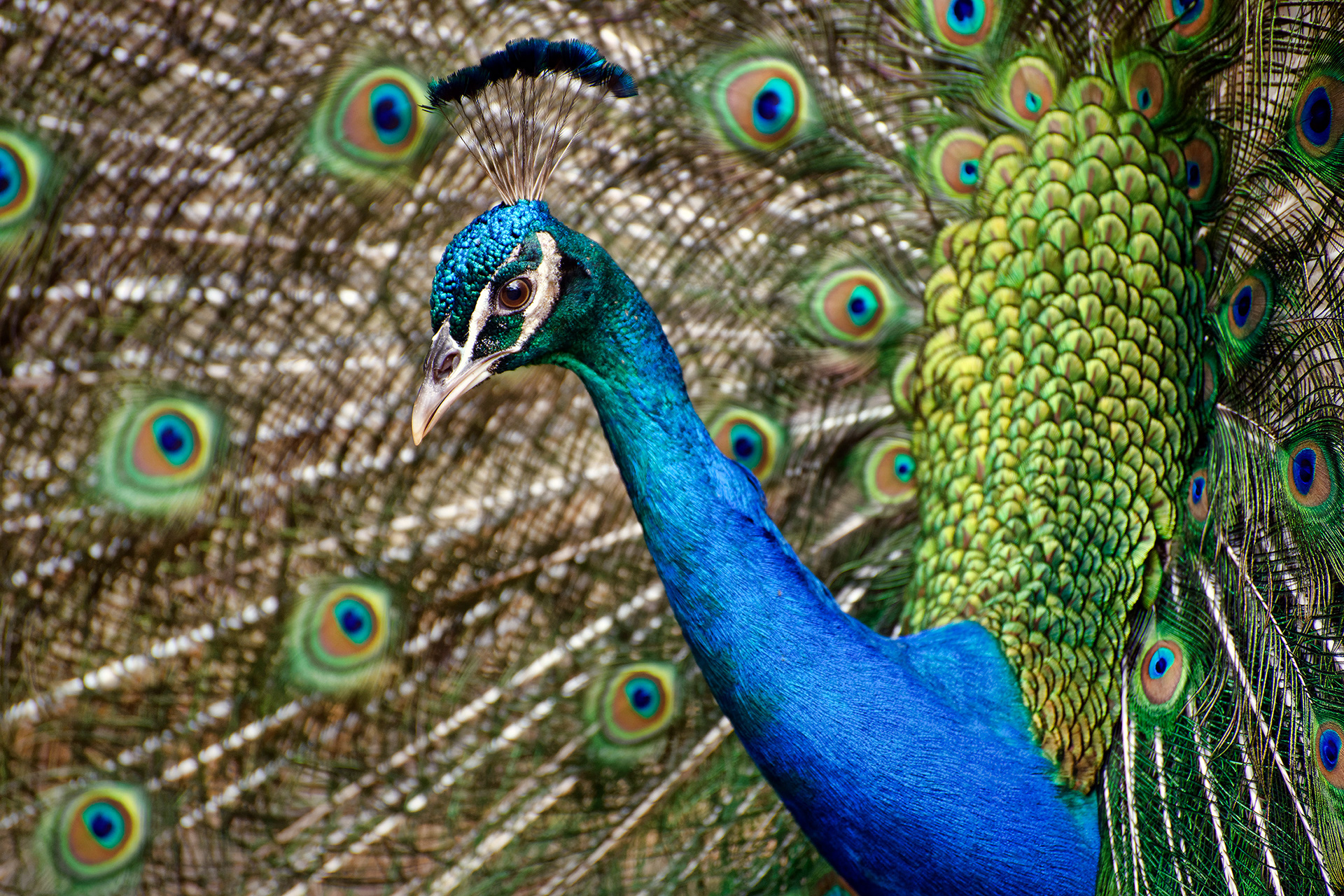 Indian peafowl (male) - Pavo cristatus