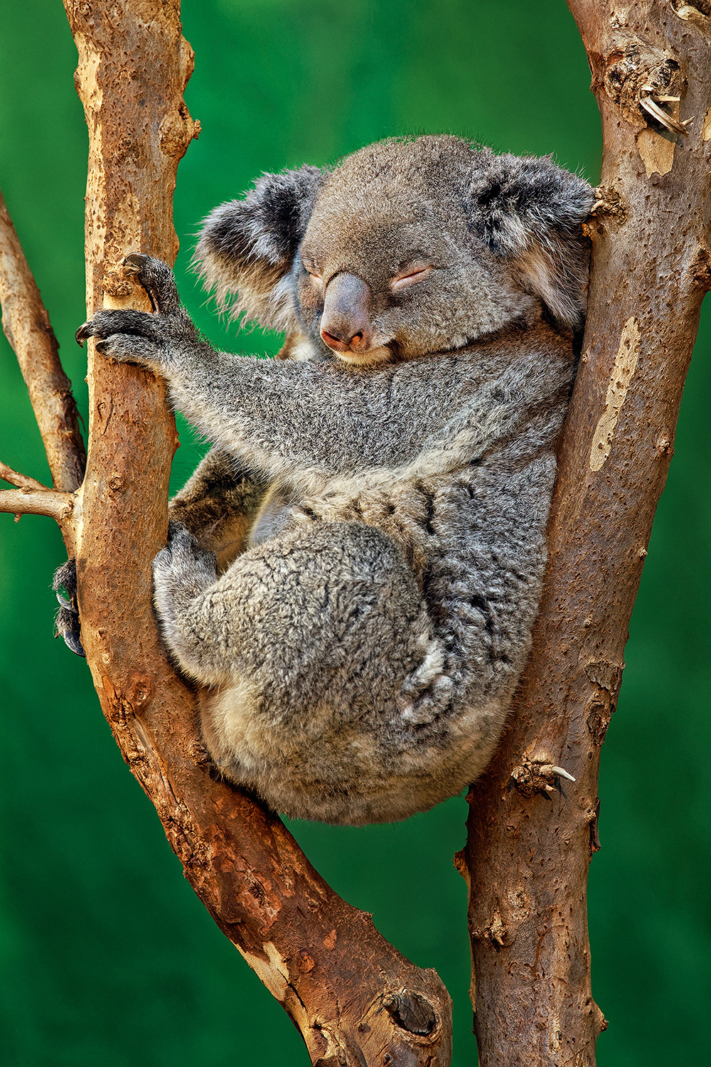 Koala - Phascolarctos cinereus