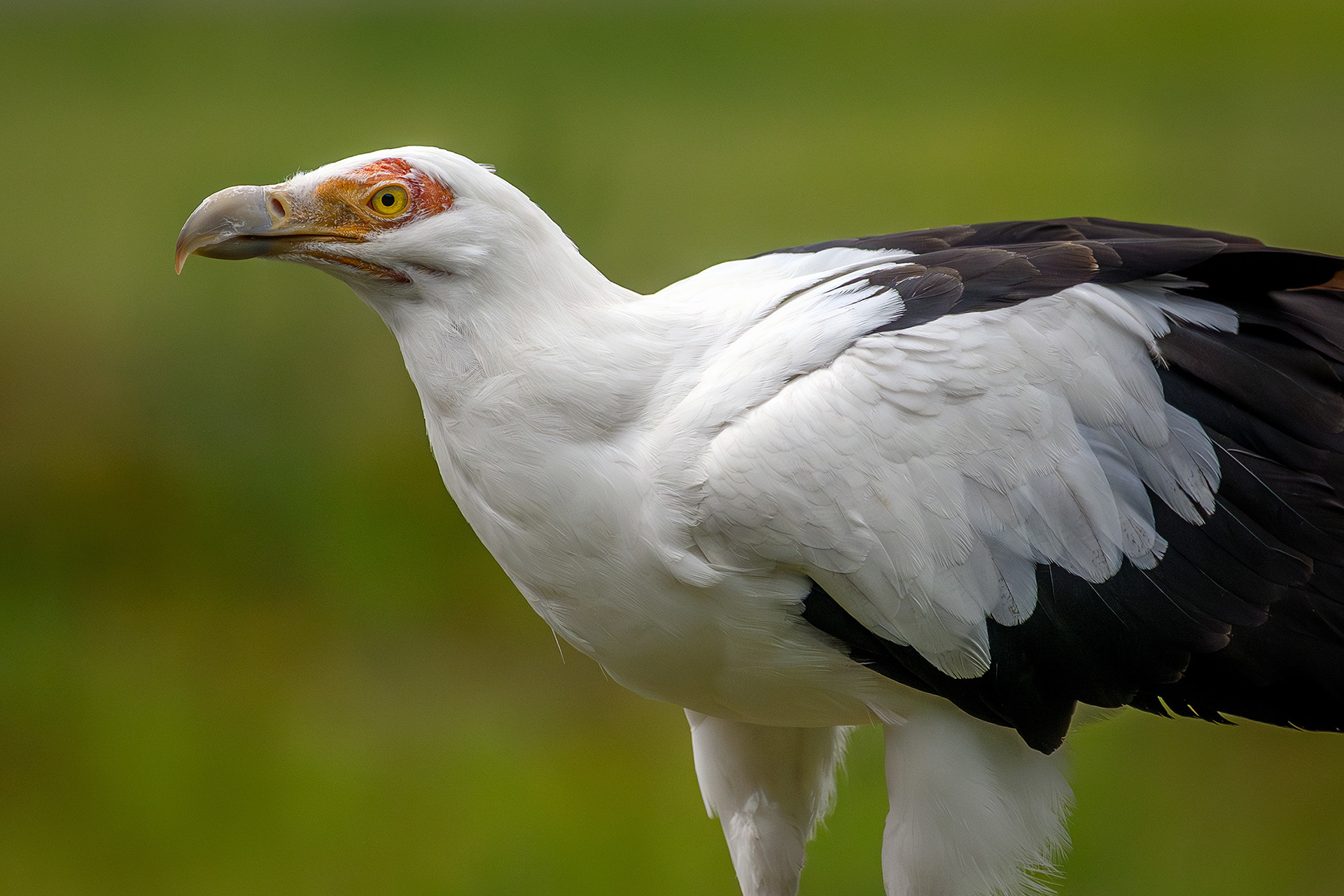 African palm-nut vulture - Gypohierax angolensis