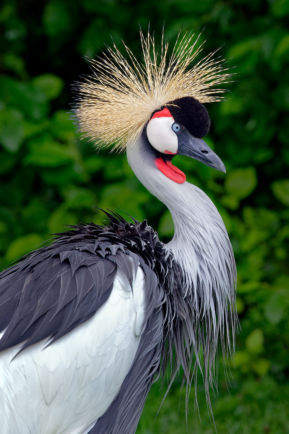 Grey crowned crane - Balearica regulorum