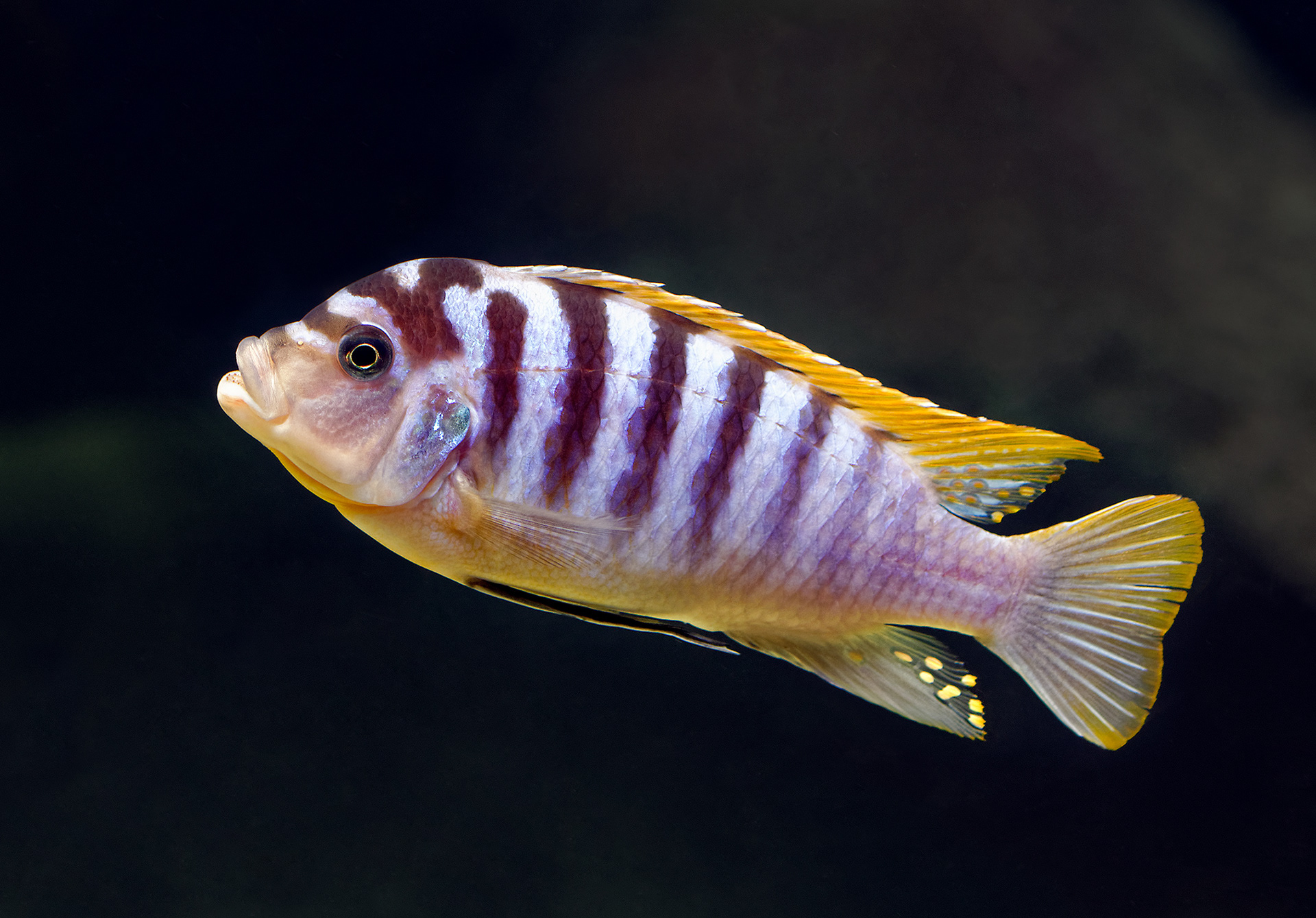 Labidochromis cichlid - Labidochromis sp. 
