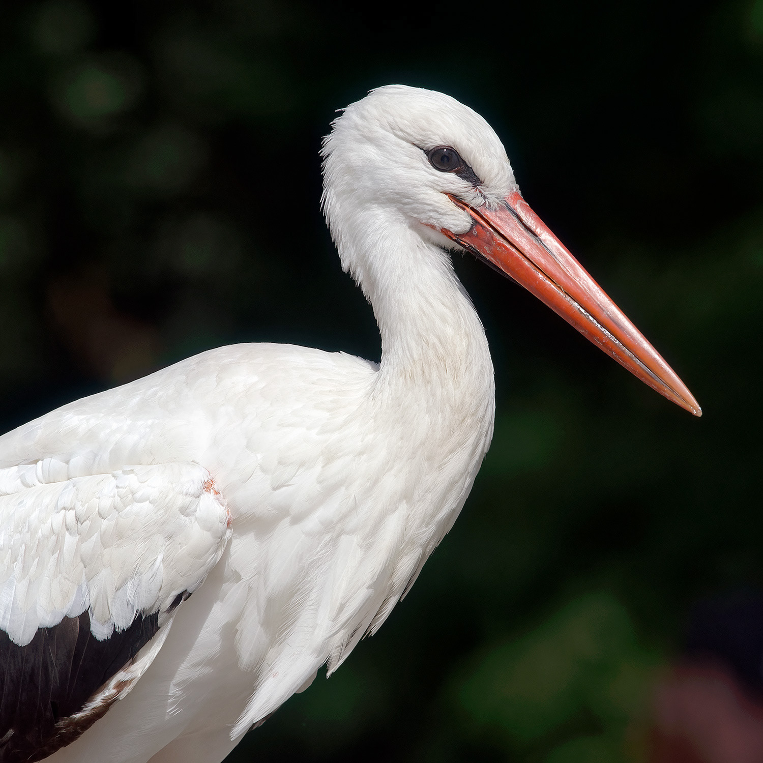 White stork - Ciconia ciconia