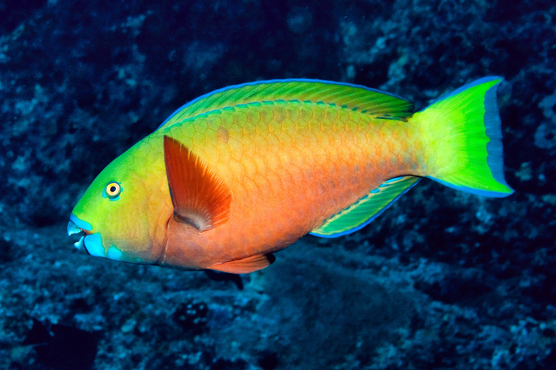 Heavybeak parrotfish (female) - Chlorurus gibbus