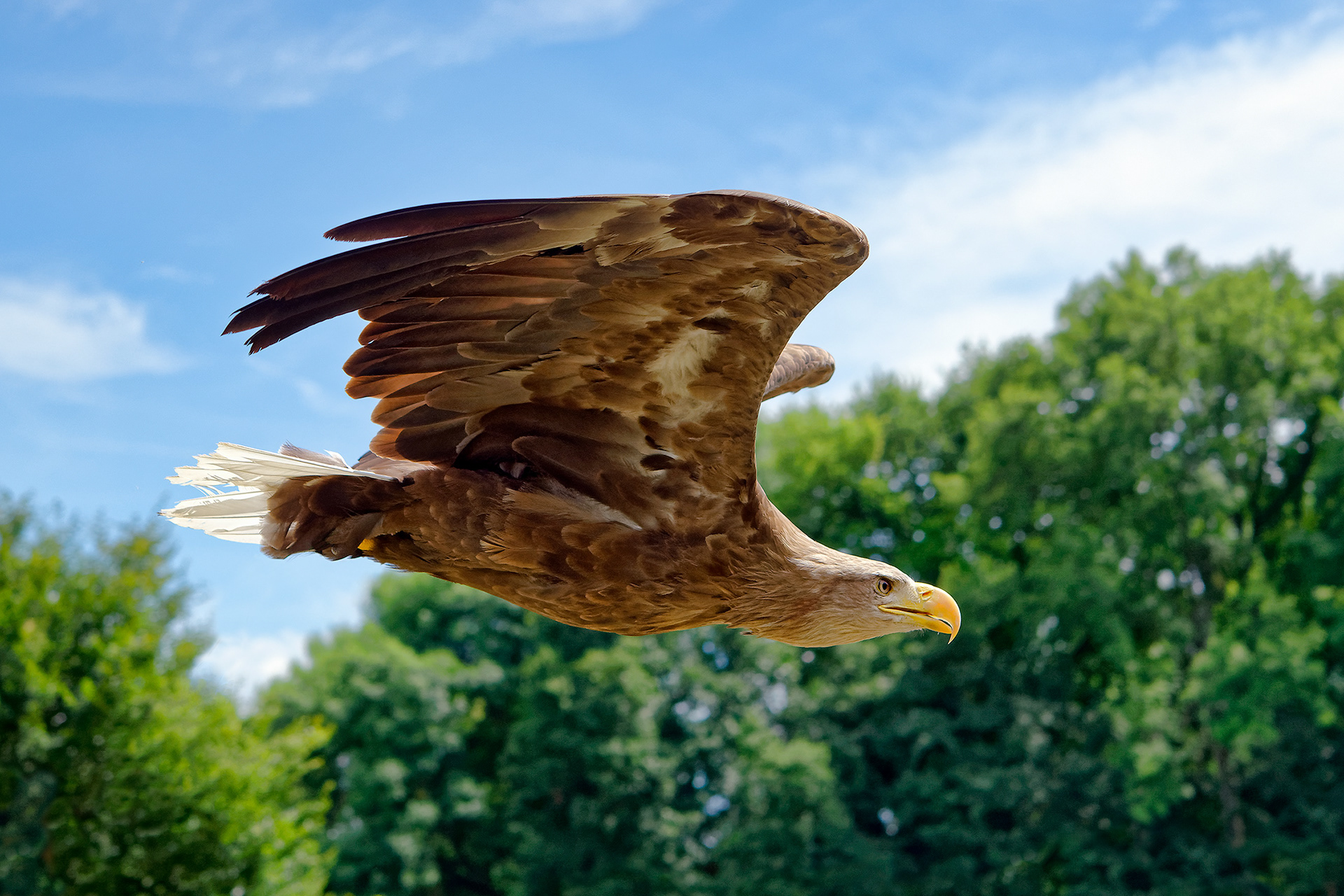 White-tailed eagle - Haliaeetus albicilla