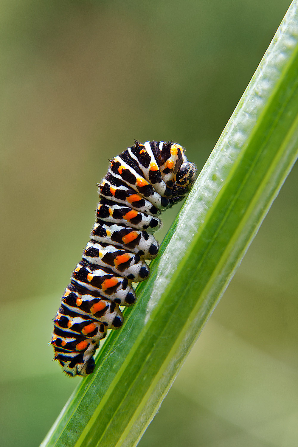 Caterpillar of the Swallowtail butterfly - Papilio Machaon