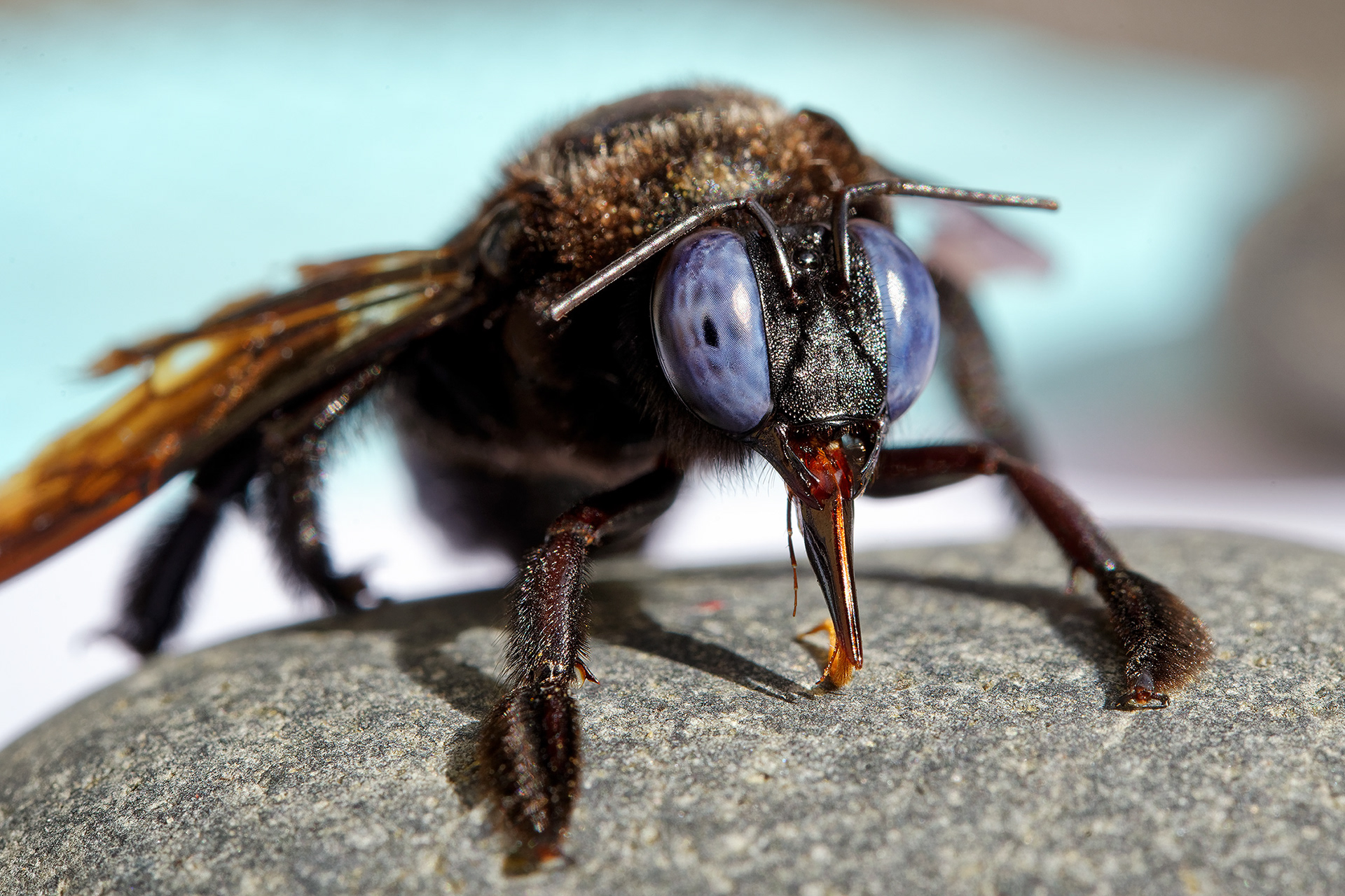 Carpenter bee - Xylocopa fenestrata