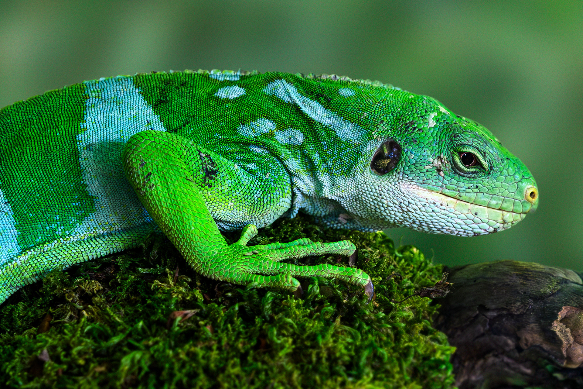 Lau banded iguana (male) - Brachylophus fasciatus