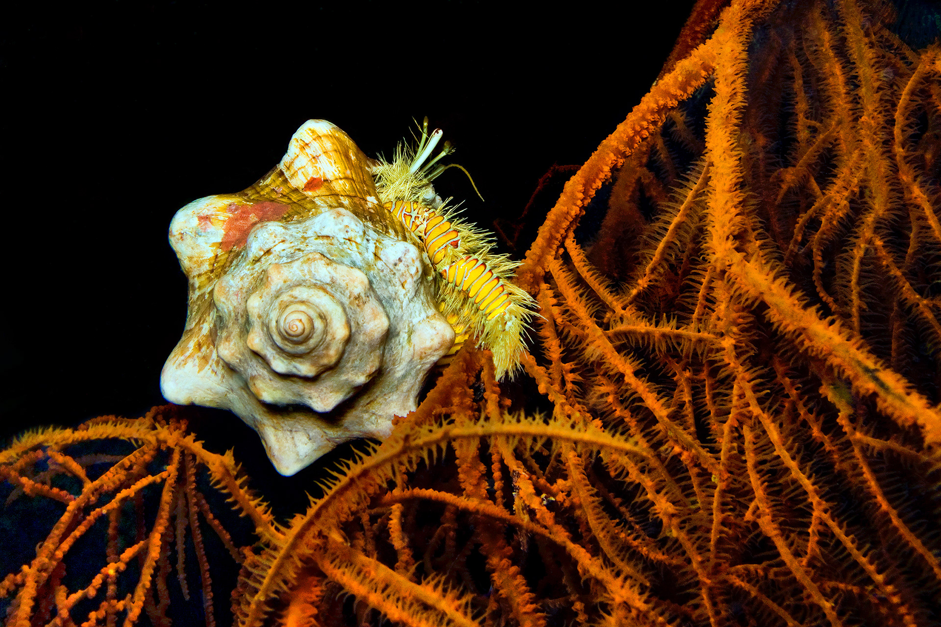 Hairy yellow hermit crab - Aniculus maximus