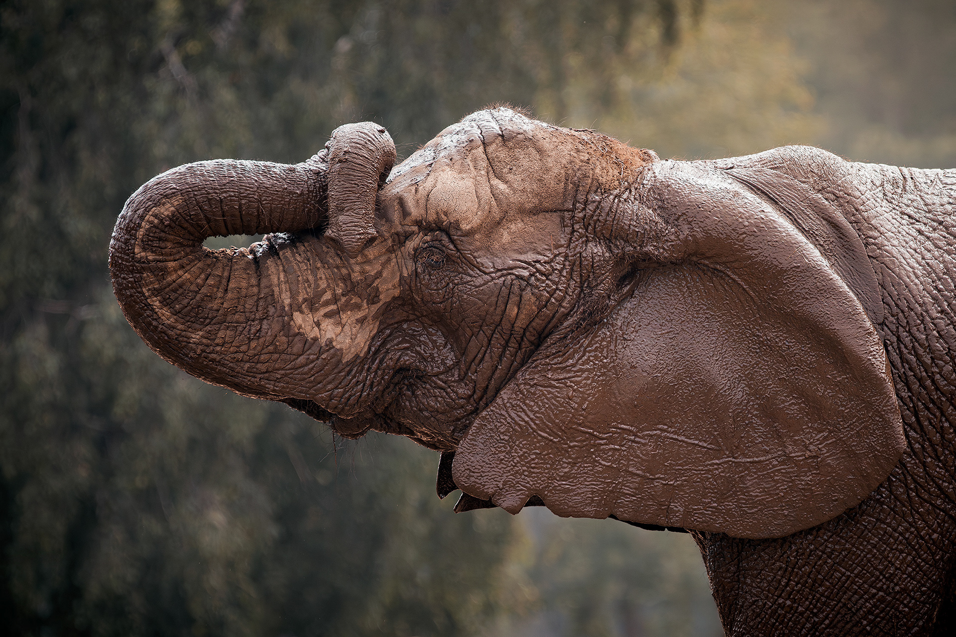 African bush elephant - Loxodonta africana