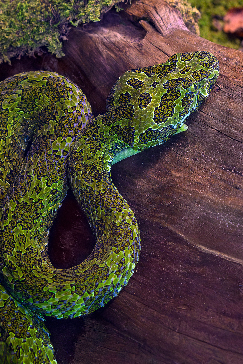 Mangshan pit viper - Protobothrops mangshanensis