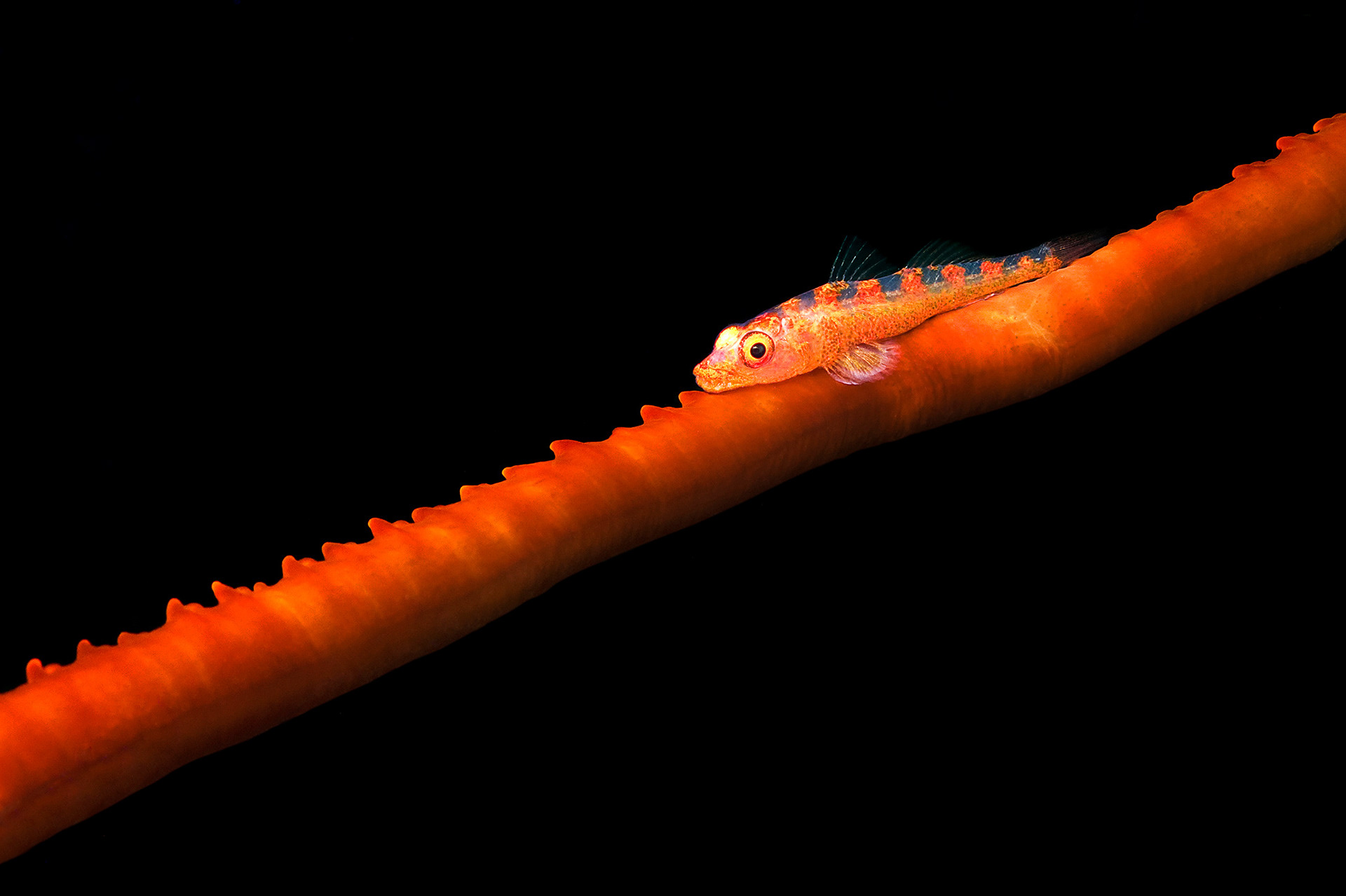 Whip coral goby - Bryaninops yongei
