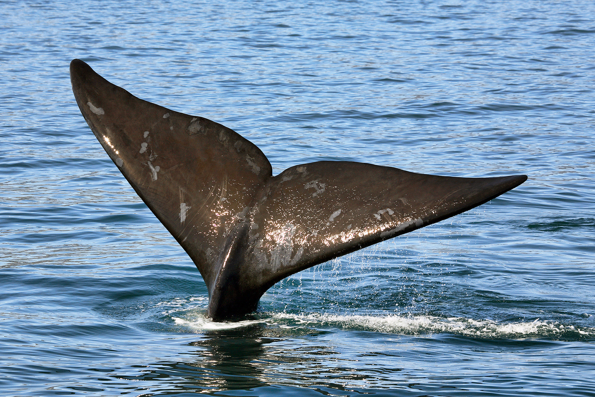 Southern right whale - Eubalaena australis