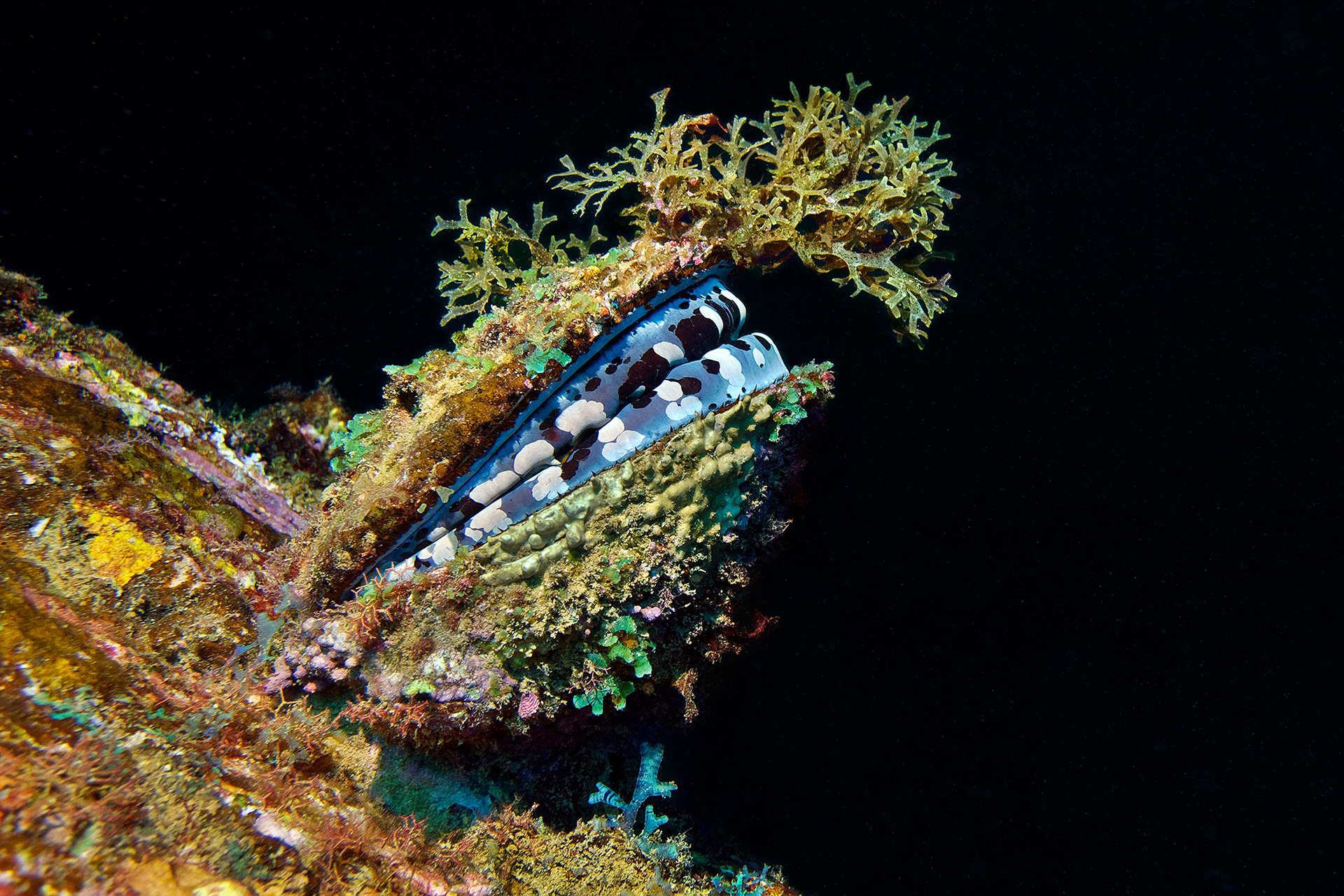 Giant thorny oyster - Spondylus varius