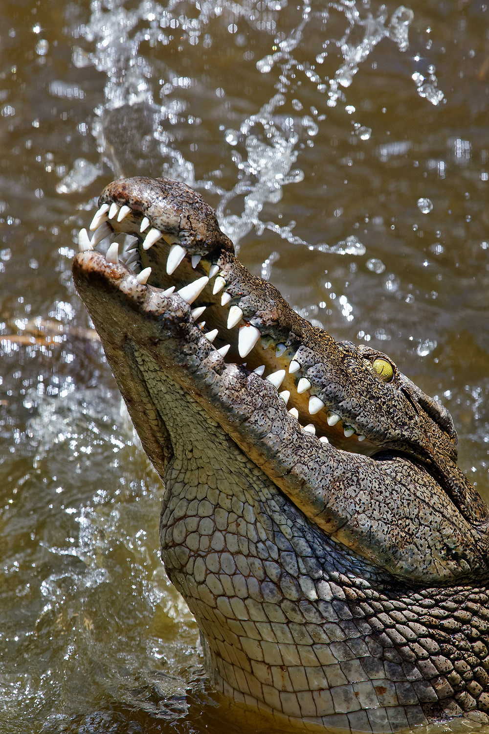 Nile crocodile - Crocodylus niloticus
