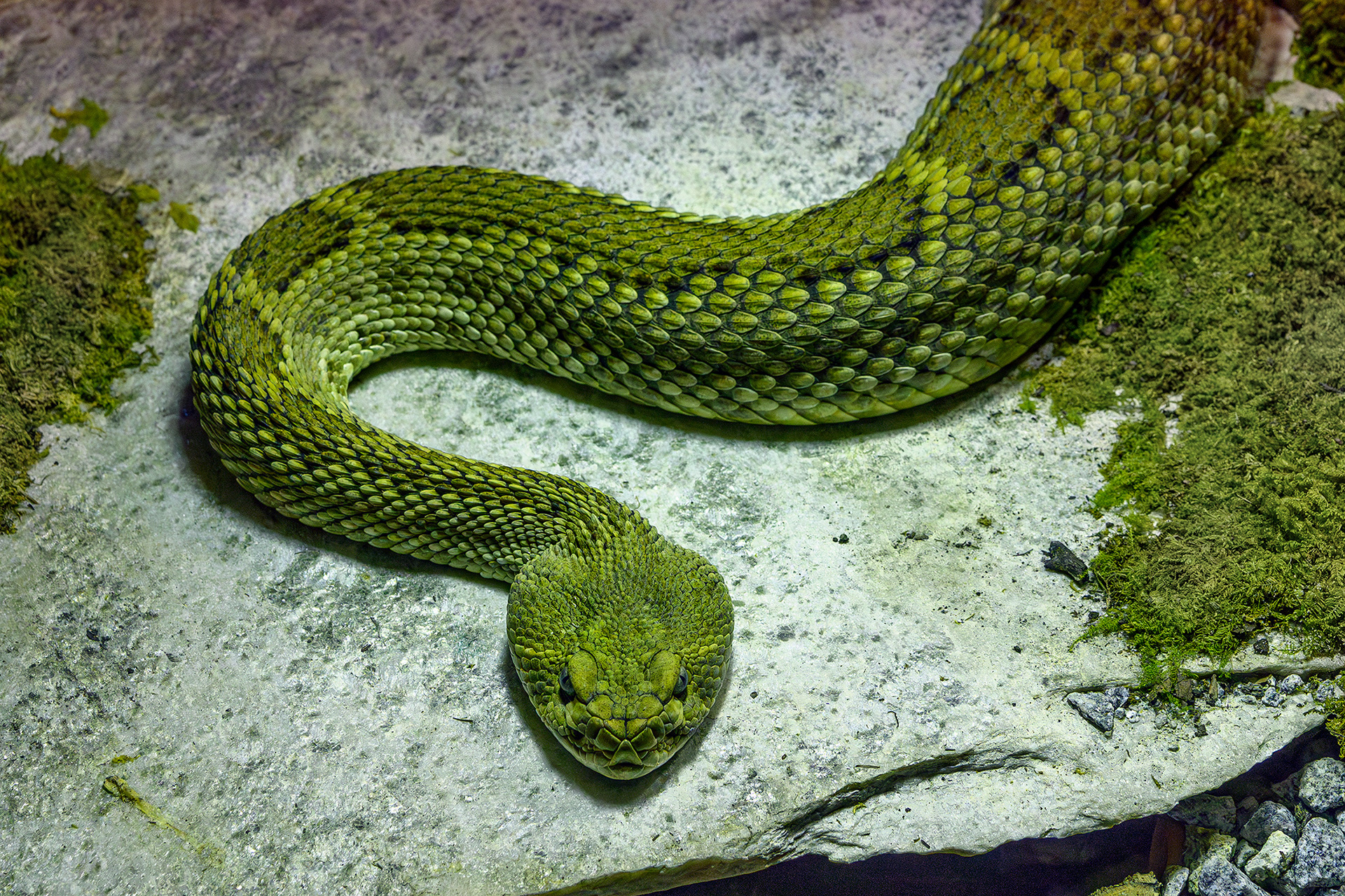 Mexican west coast rattlesnake - Crotalus basiliscus