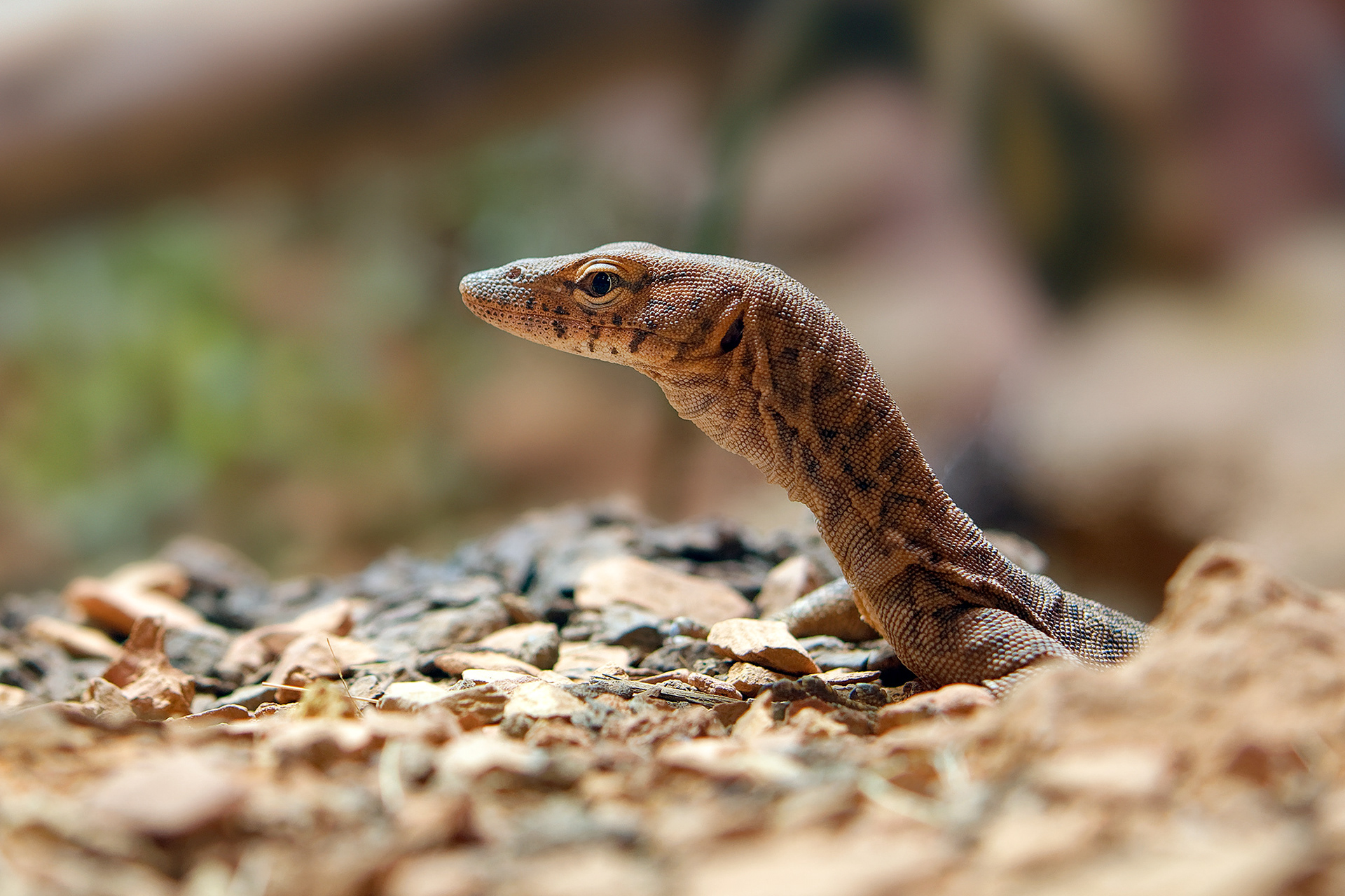 Pilbara rock monitor - Varanus pilbarensis