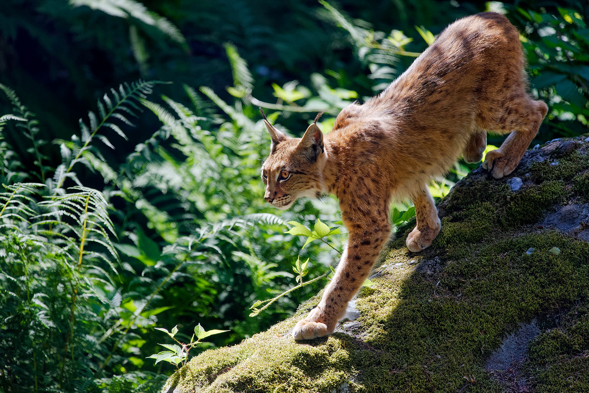 Eurasian lynx - Lynx lynx