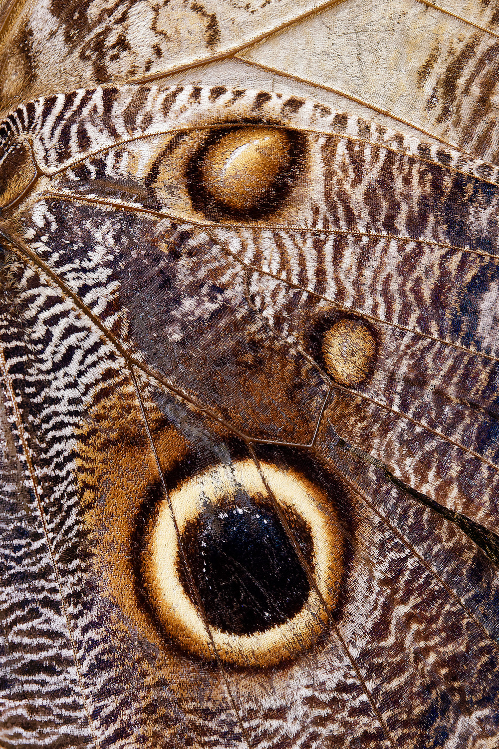 Owl butterfly - Caligo eurilochus