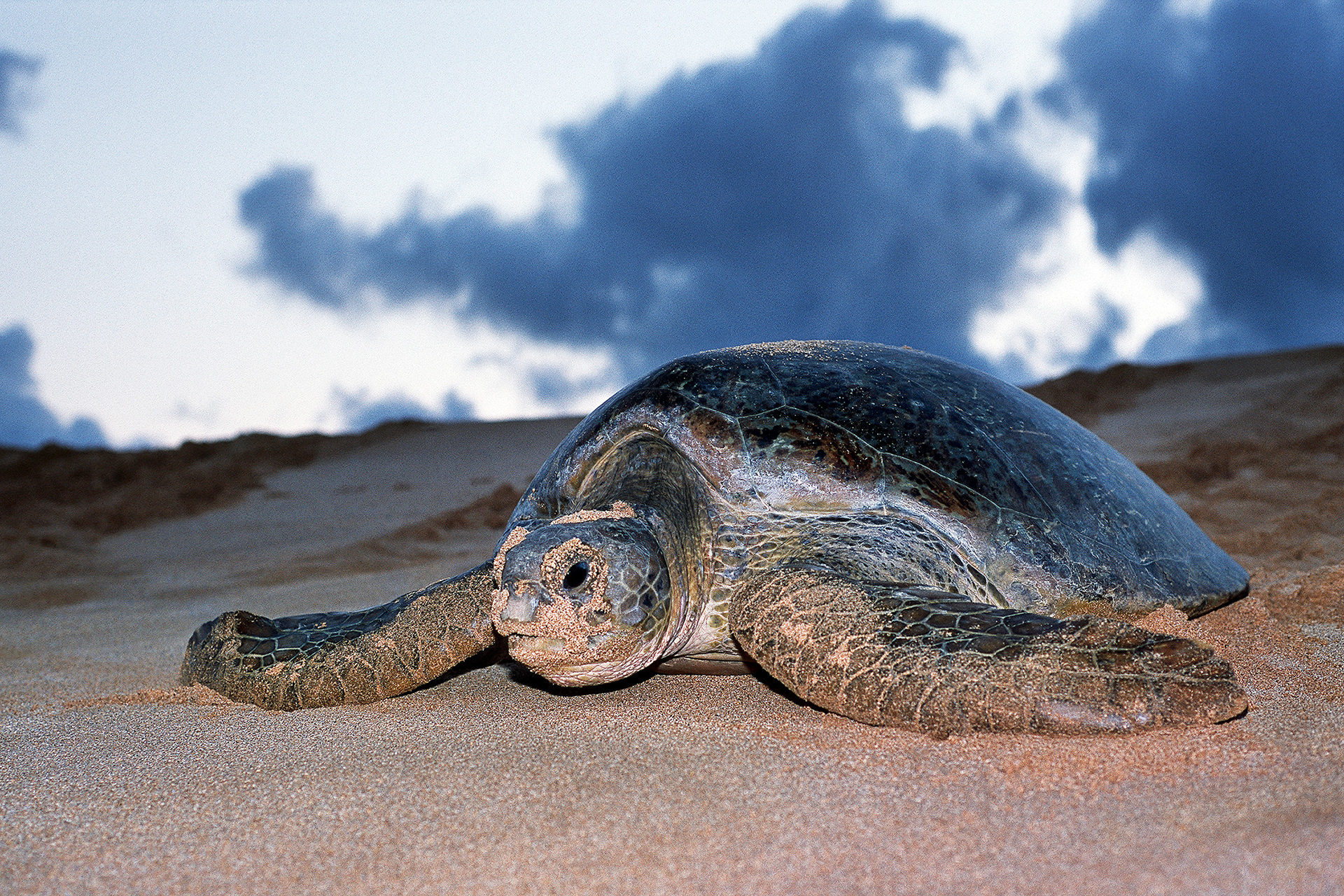 Green turtle - Chelonia mydas