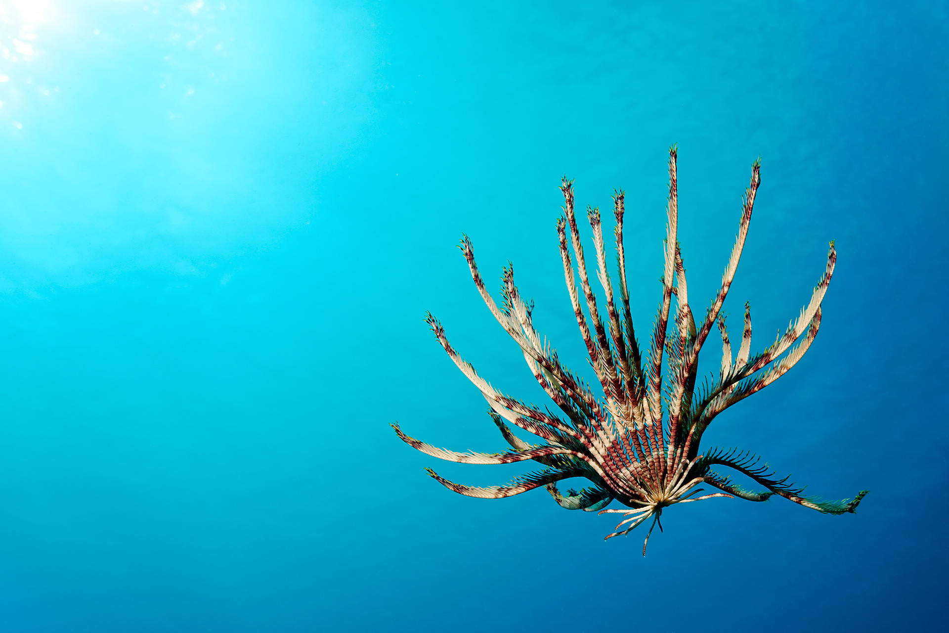 Feather star (Unknown scientific name)