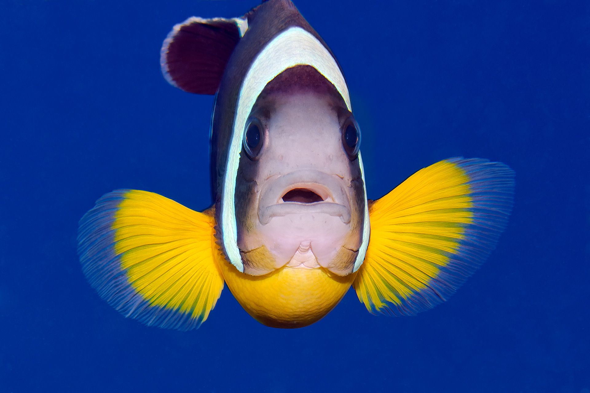 Mauritian anemonefish - Amphiprion chrysogaster