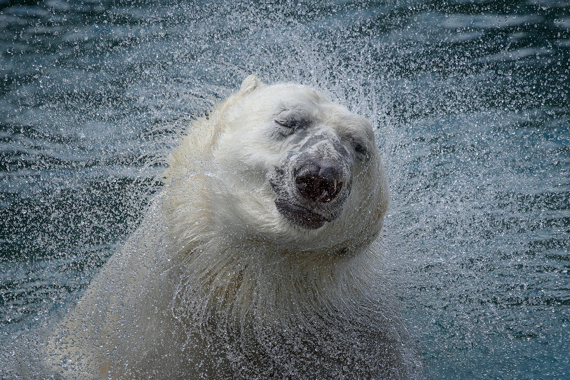 Polar bear - Ursus maritimus