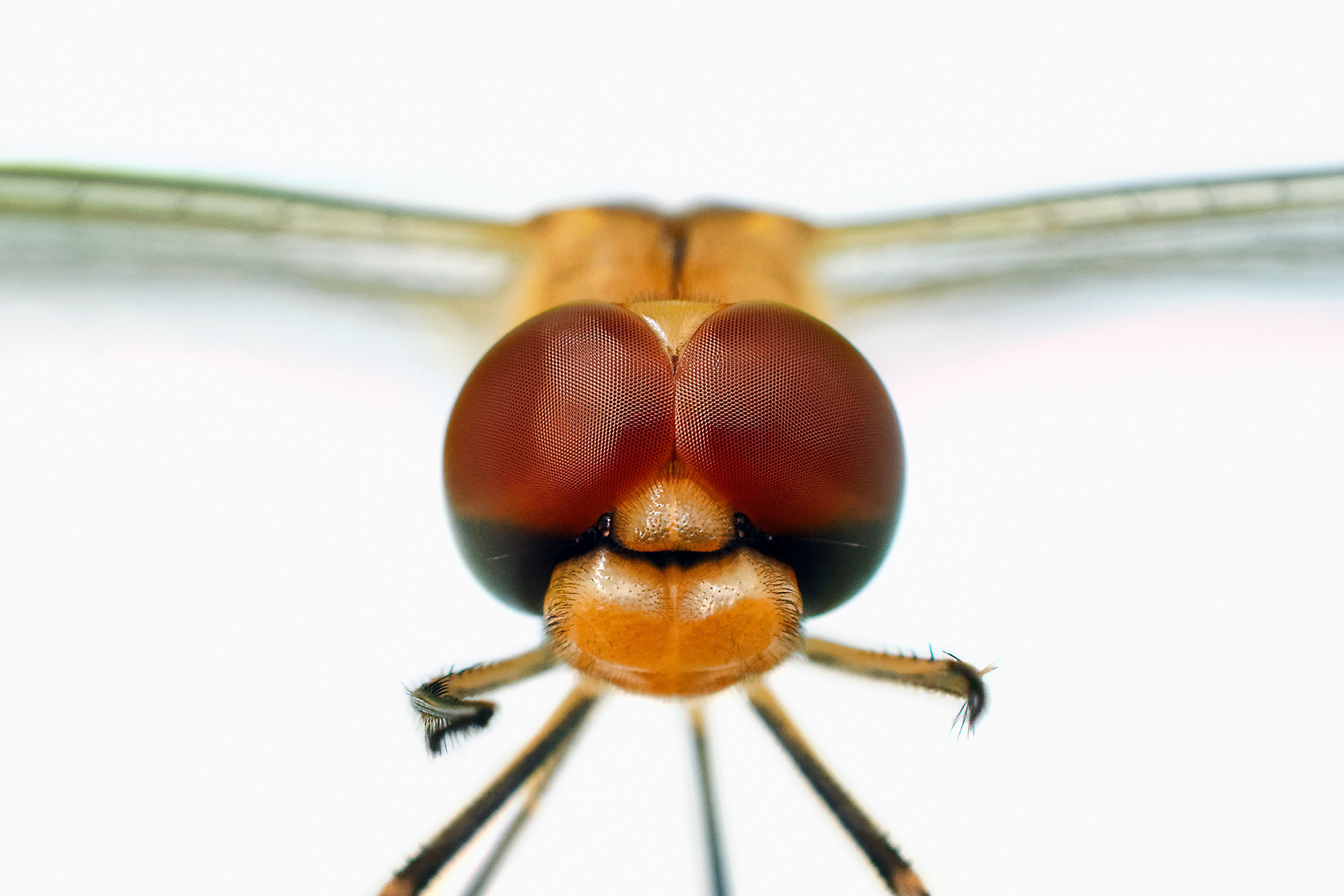 Dragonfly dropwing - Trithemis sp.