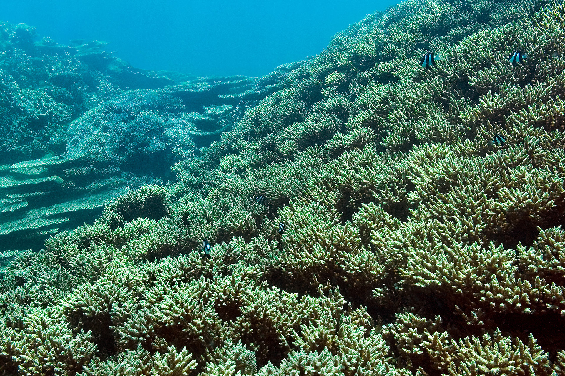 Mixed Acropora corals - Acropora sp.