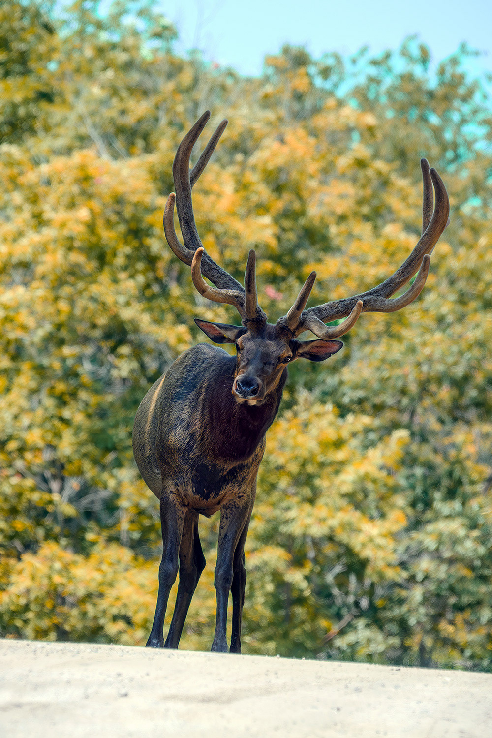 Northern elk - Cervus canadensis