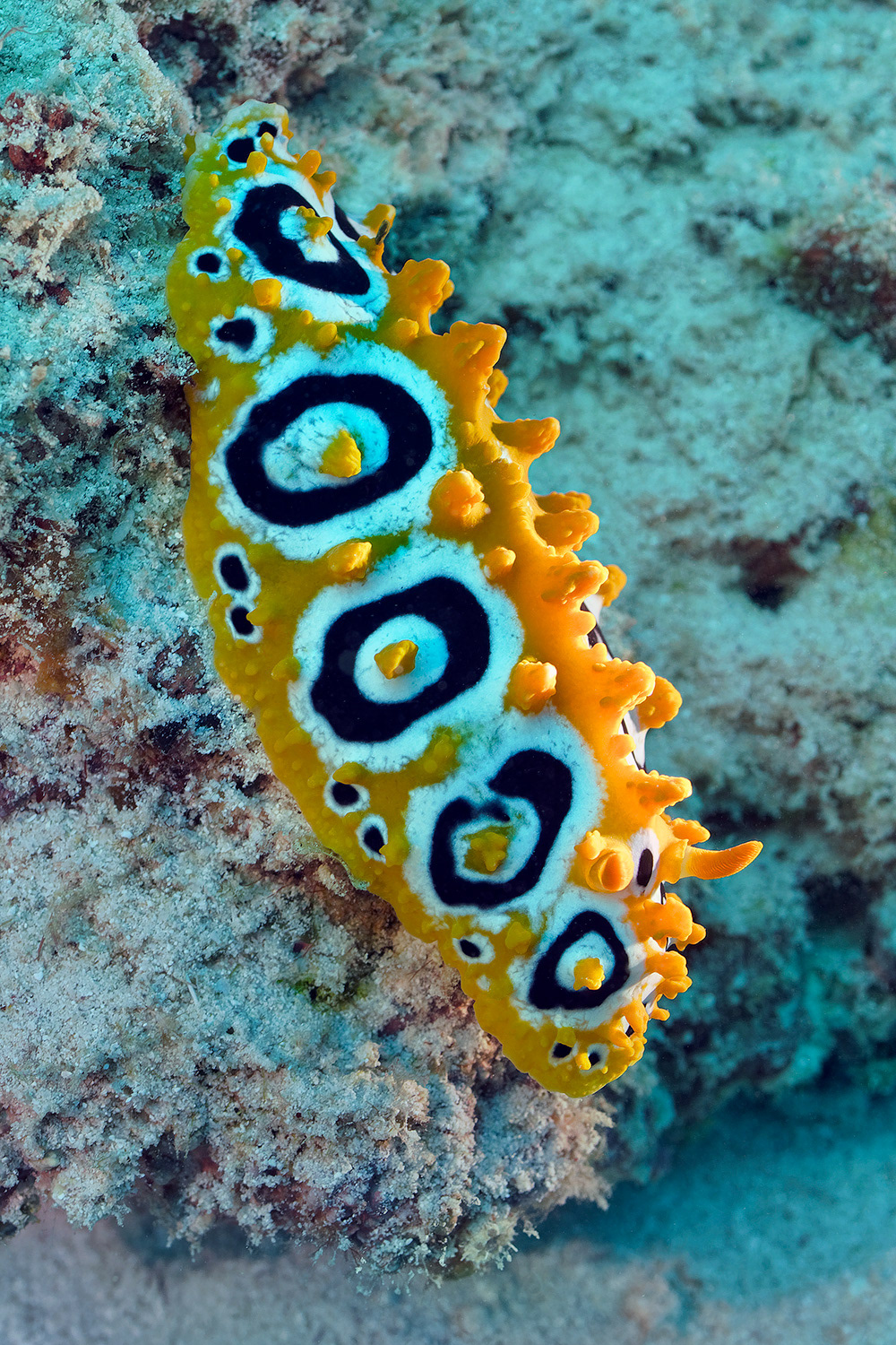 Ocellate Phyllidia - Phyllidia ocellata