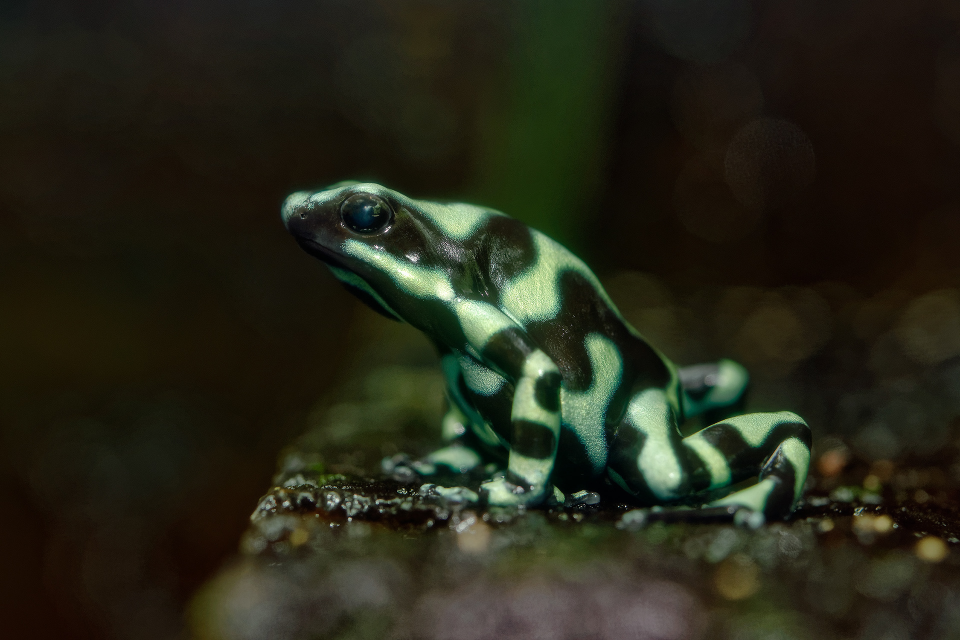 Green-and-black poison dart frog - Dendrobates auratus