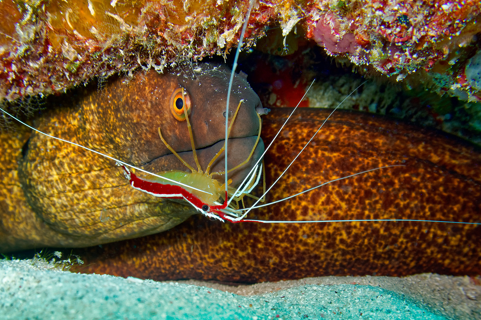 Skunk cleaner shrimp (with Yellow-edged moray) - Lysmata amboinensis (with Gymnothorax flavimarginatus)