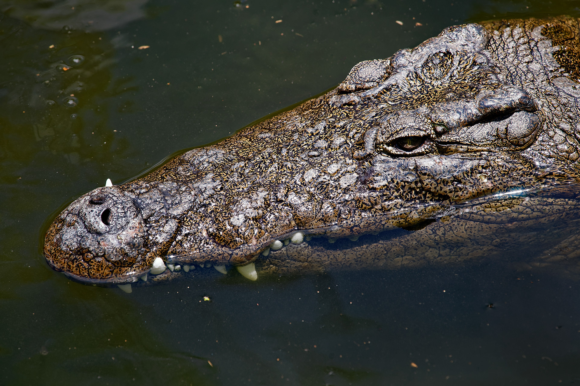 Nile crocodile - Crocodylus niloticus