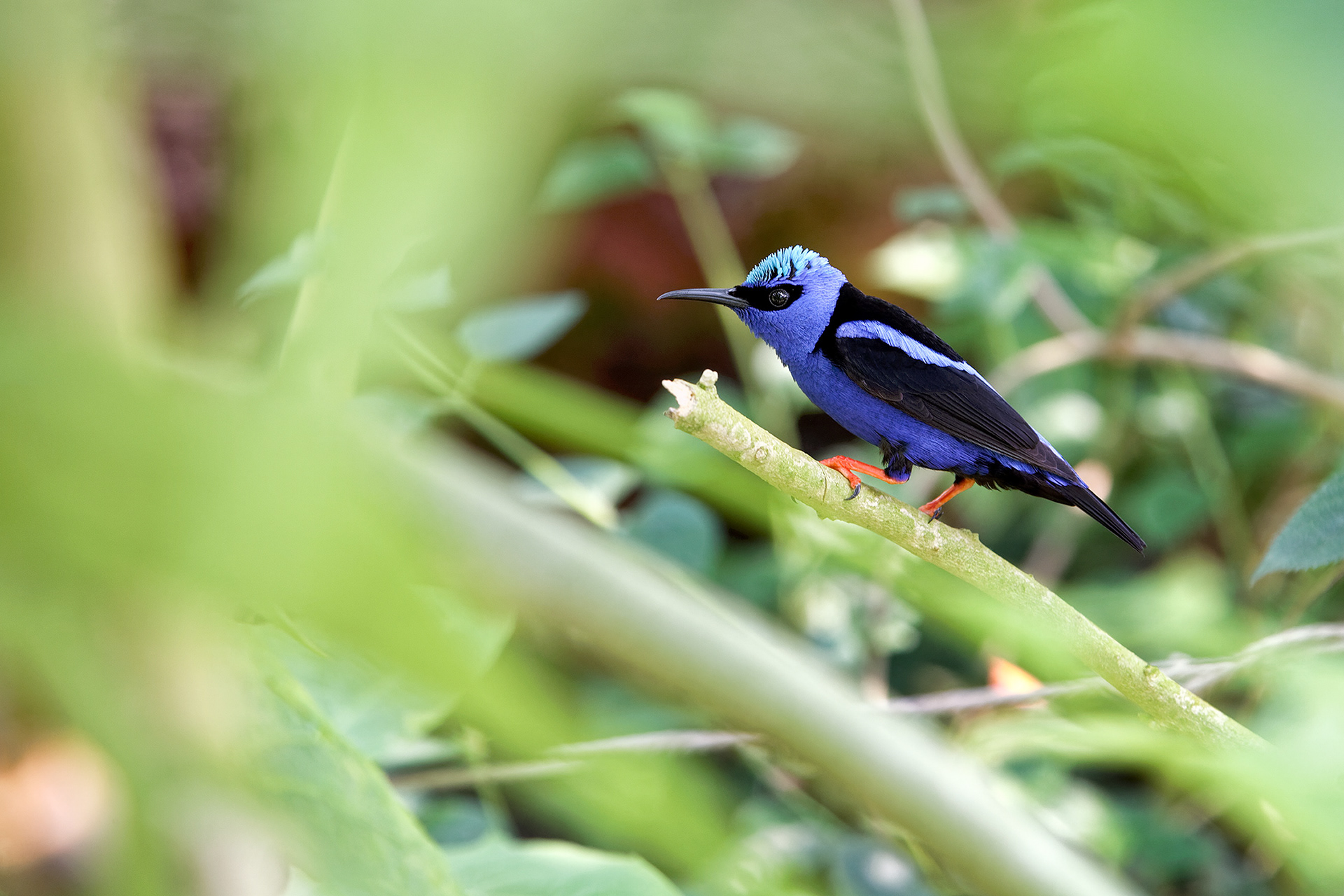 Red-legged honeycreeper - Cyanerpes cyaneus