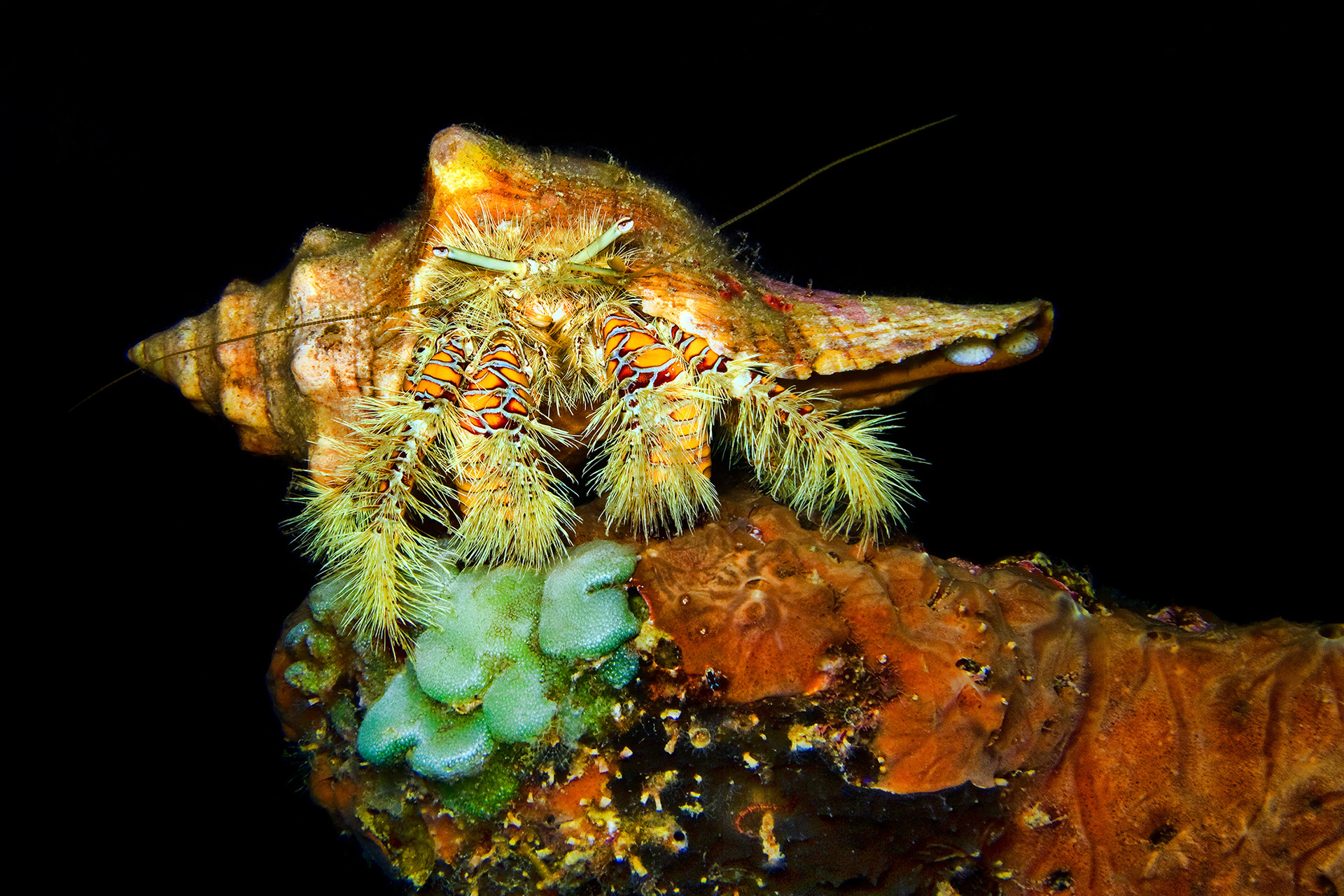 Hairy yellow hermit crab - Aniculus maximus