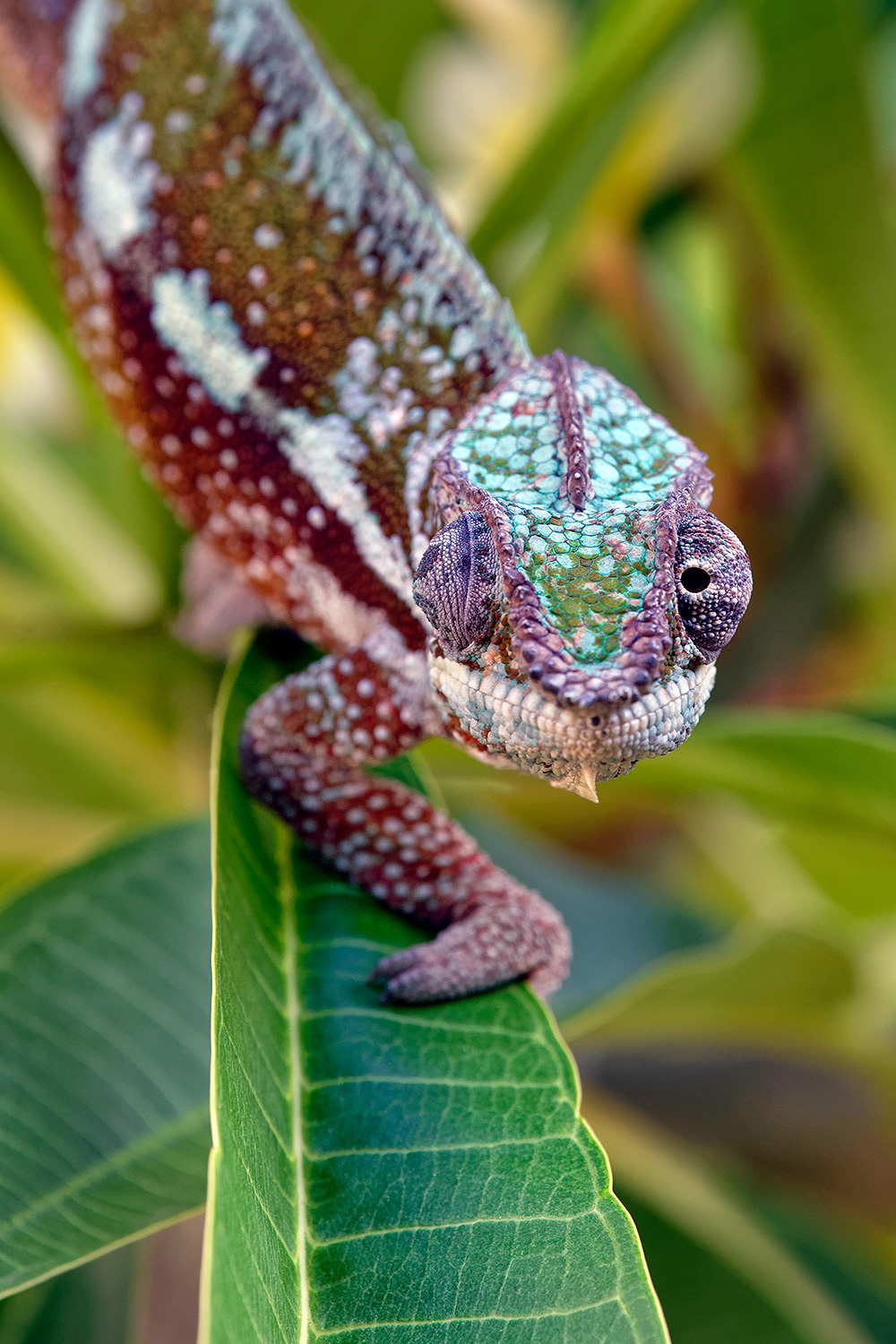 Panther chameleon - Furcifer pardalis