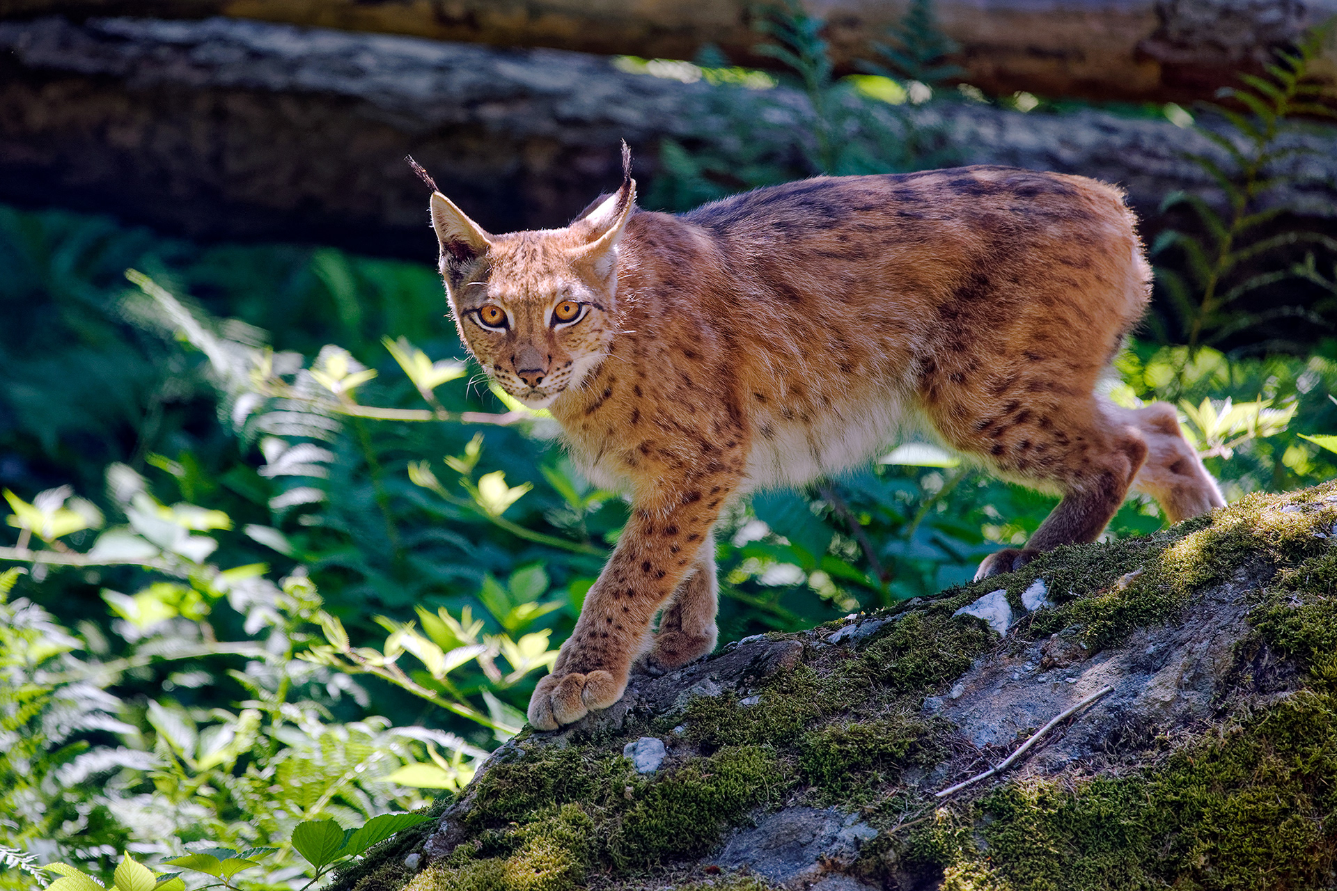 Eurasian lynx - Lynx lynx