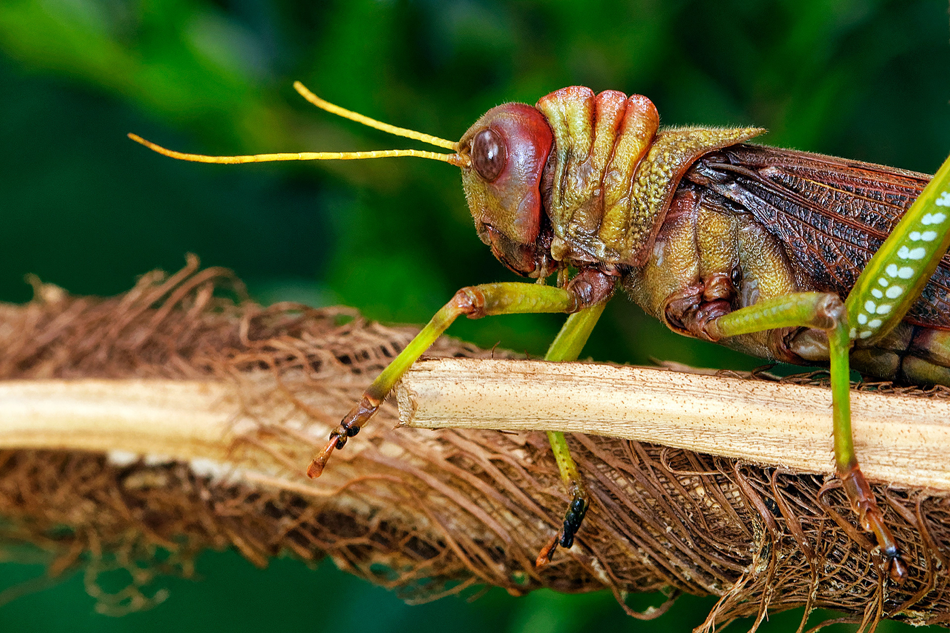 Blue-winged grasshopper - Tropidacris collaris