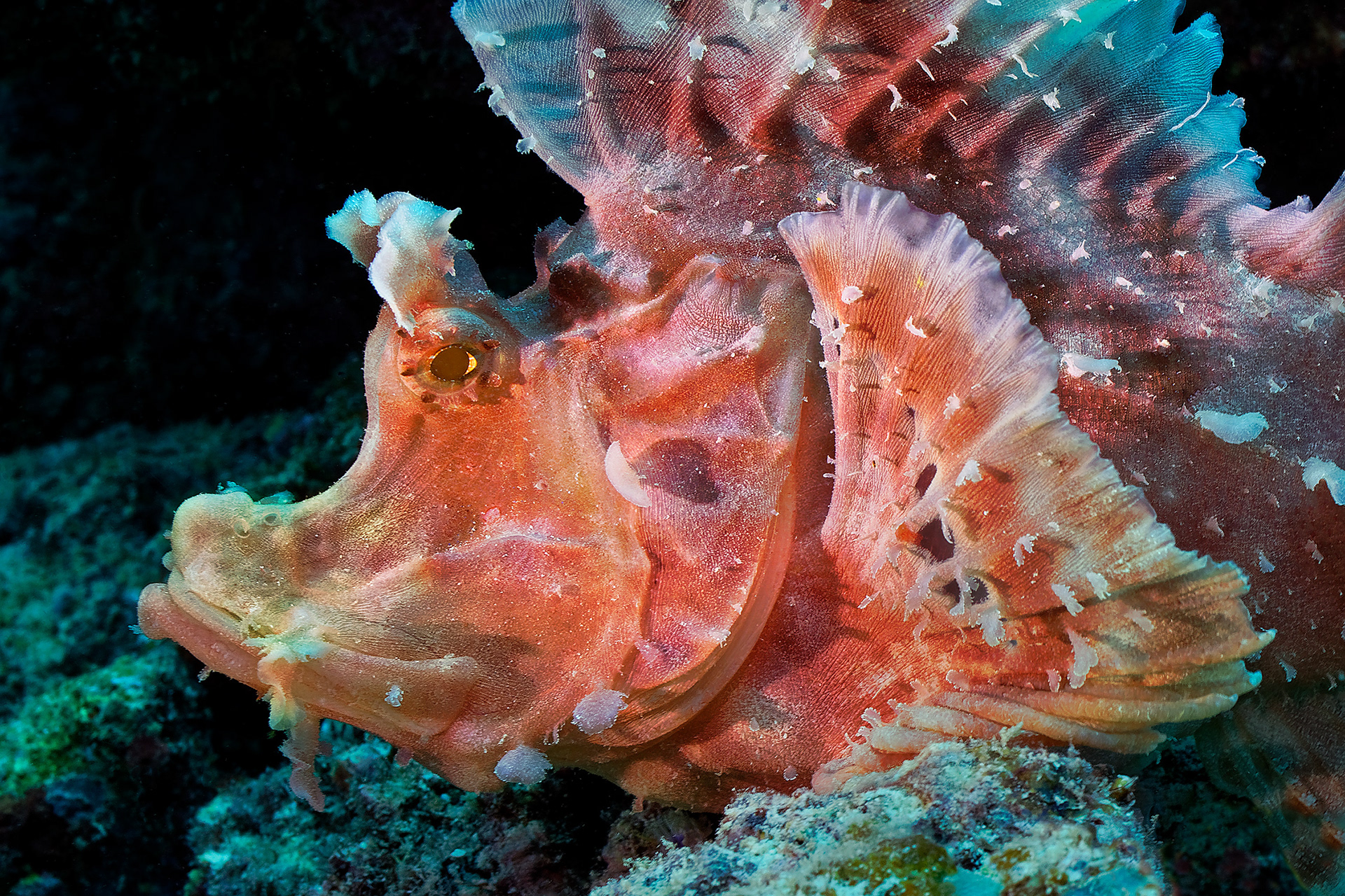 Eschmeyer's scorpionfish - Rhinopias eschmeyeri