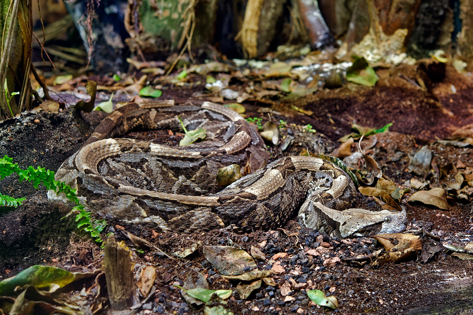 West African Gaboon viper - Bitis rhinoceros