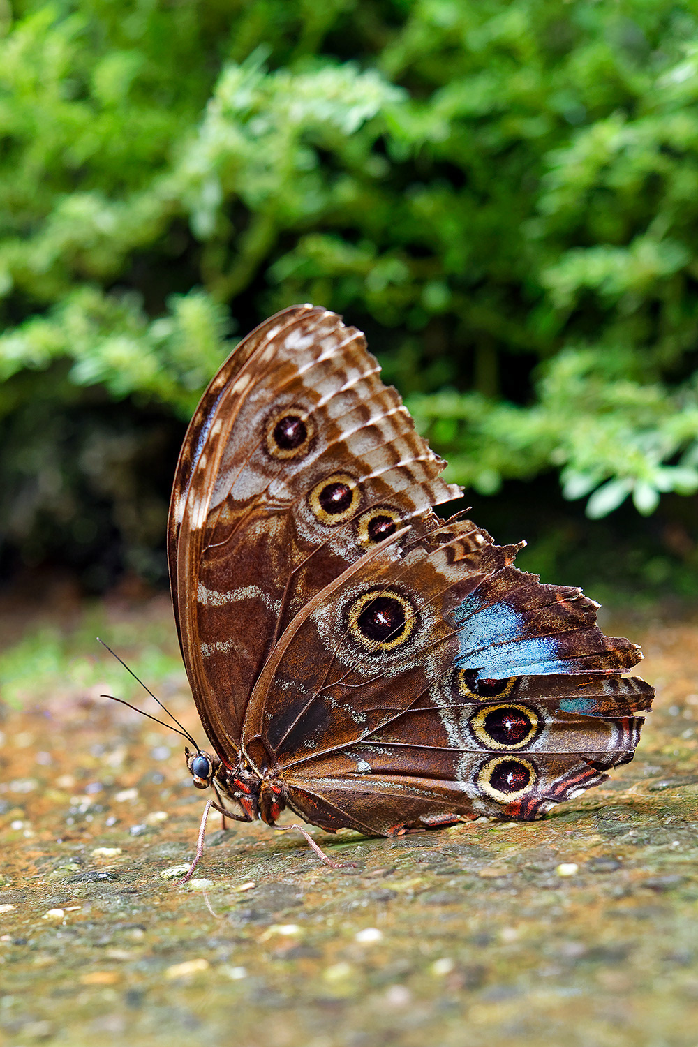 Peleides Blue Morpho Butterfly (underside) - Morpho peleides
