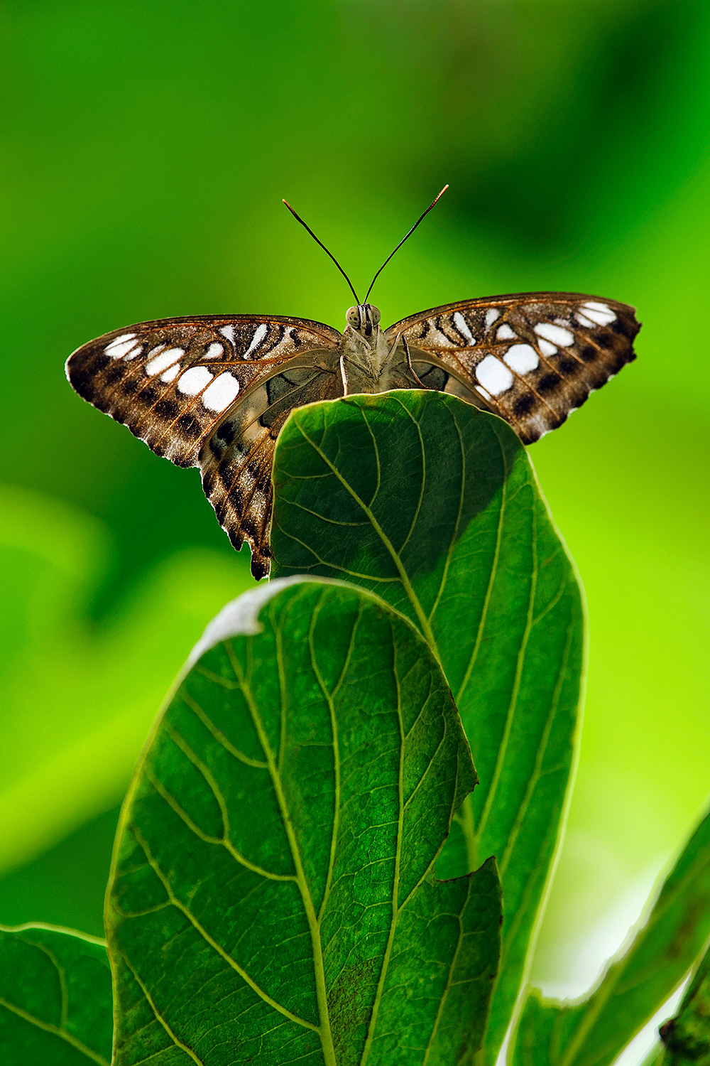 Clipper butterfly - Parthenos sylvia