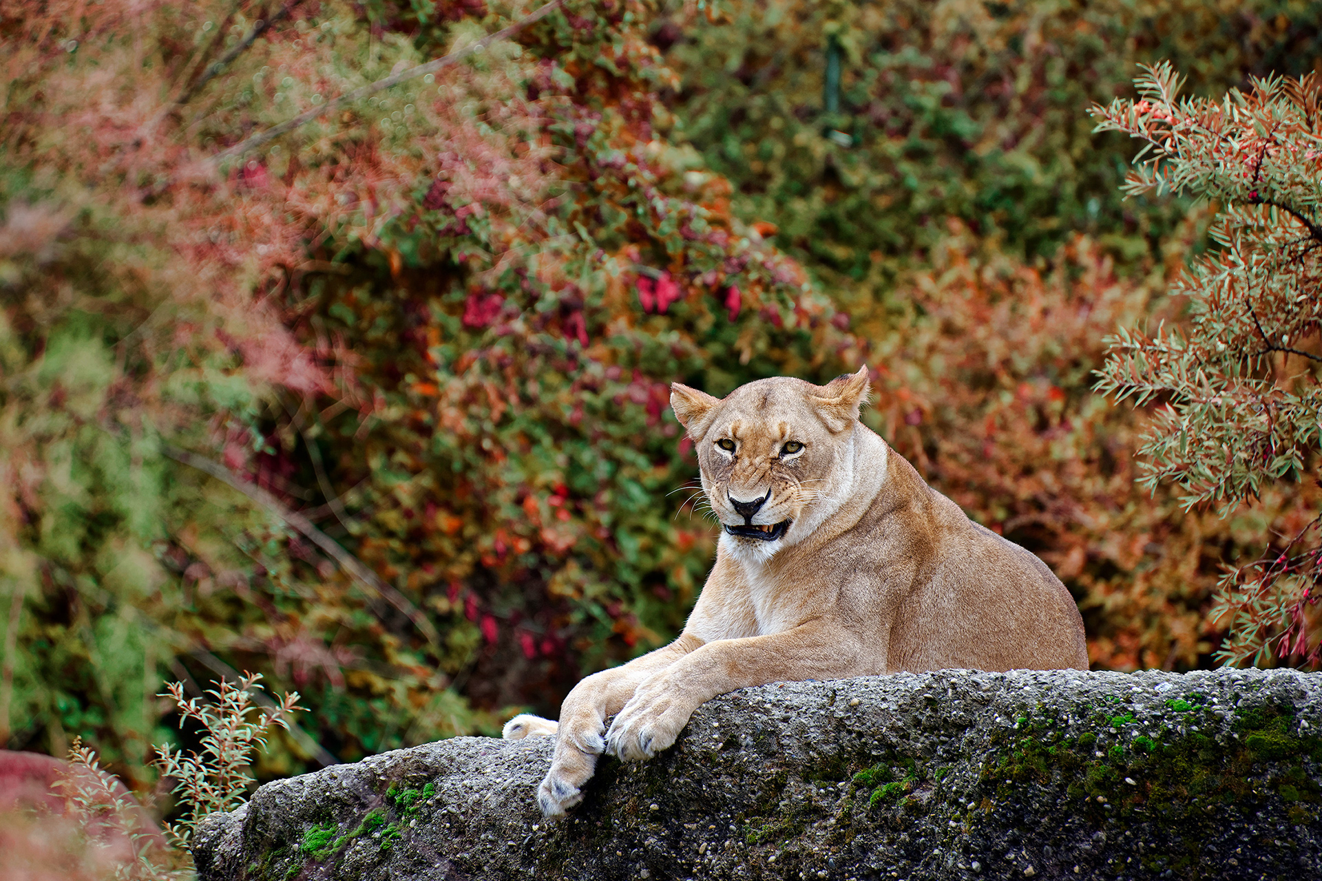 Lioness - Panthera leo