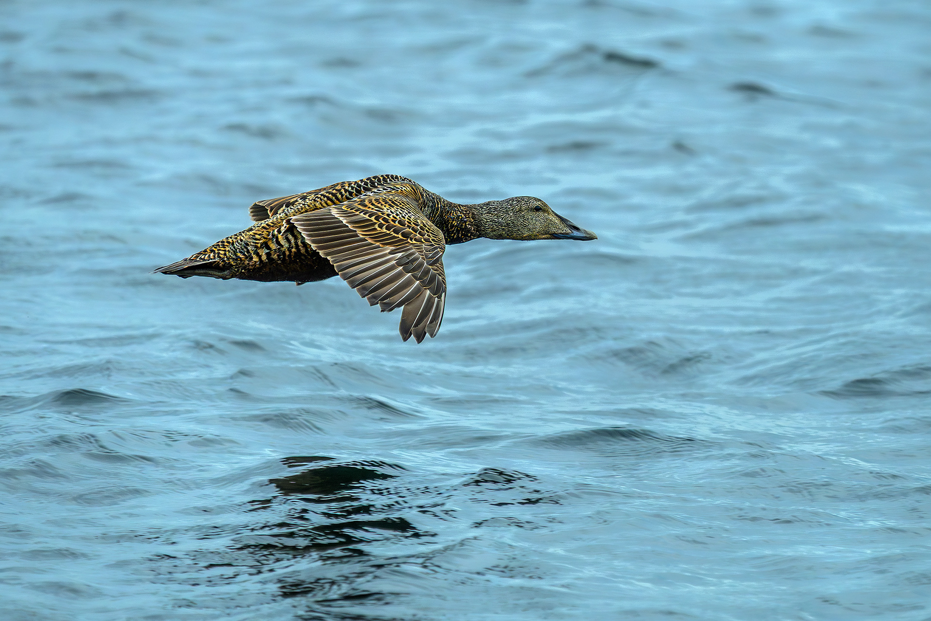 Female common eider - Somateria mollissima