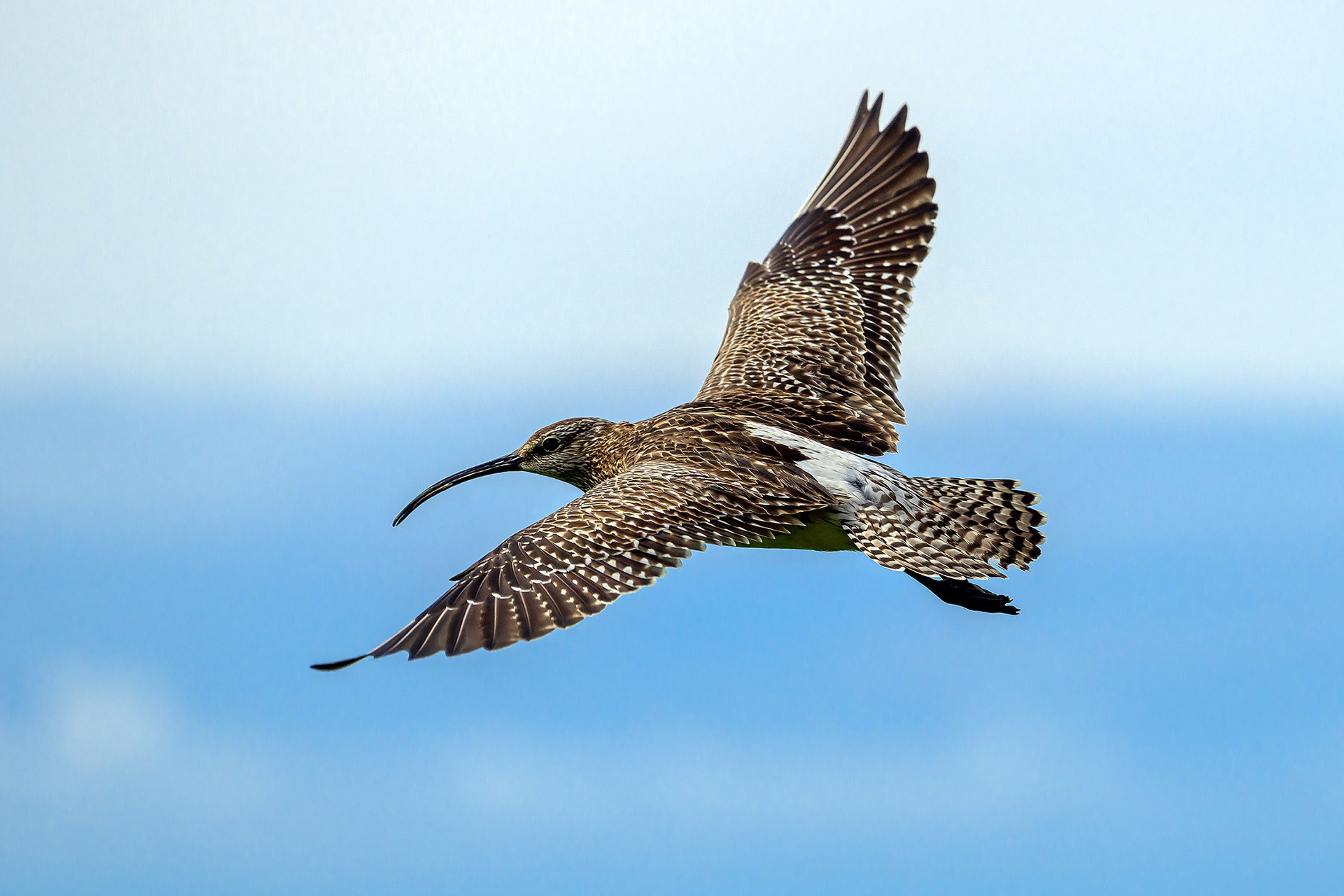 Eurasian whimbrel - Numenius phaeopus