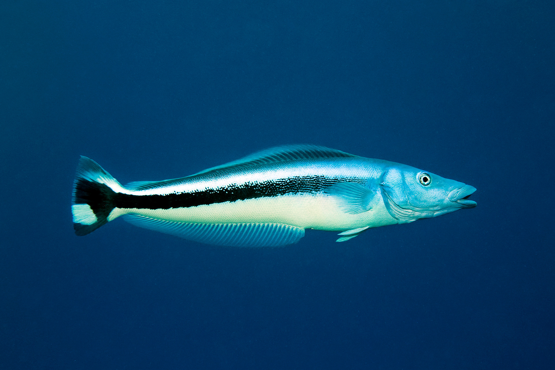 Blue blanquillo - Malacanthus latovittatus