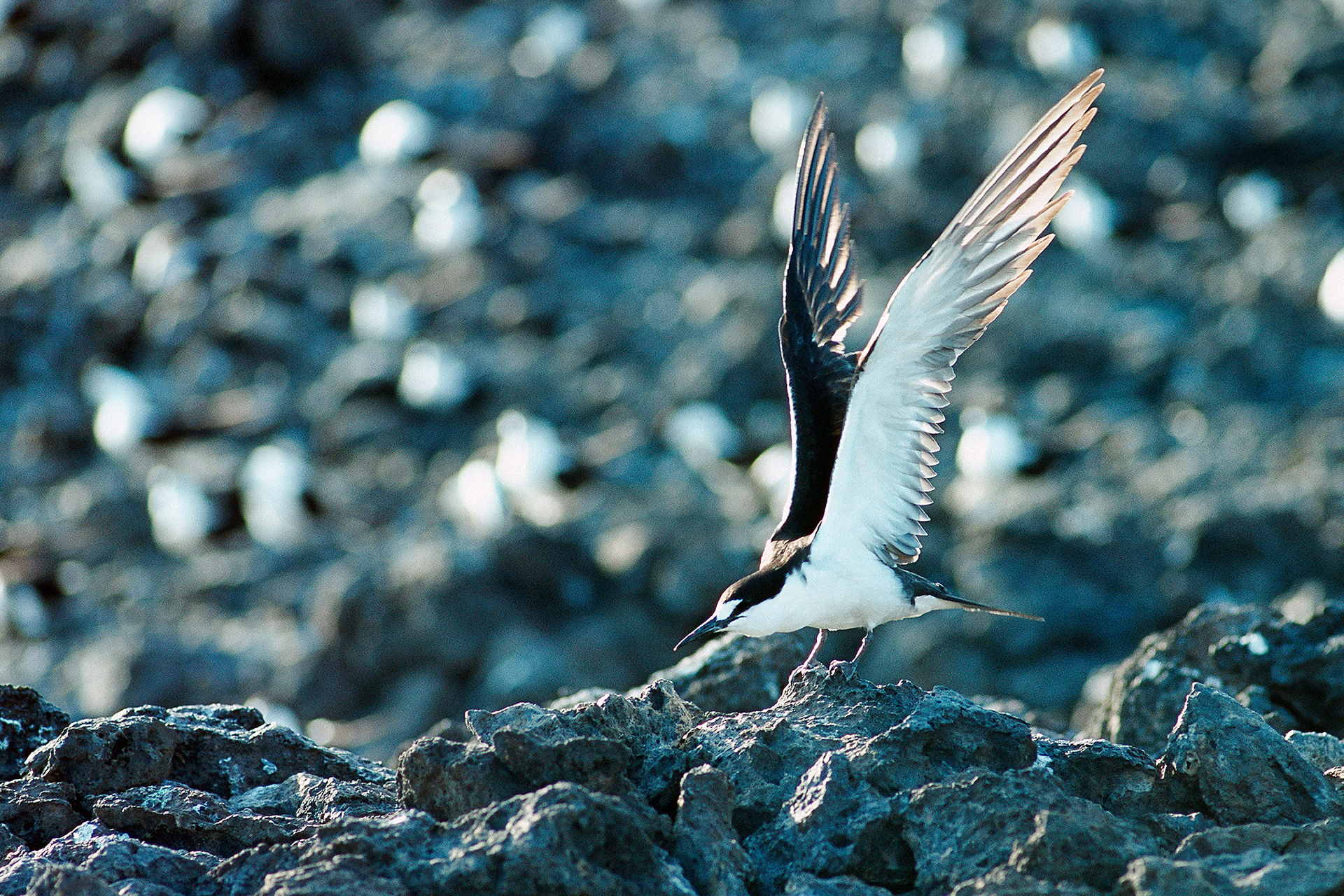 Sooty tern - Sterna fuscata