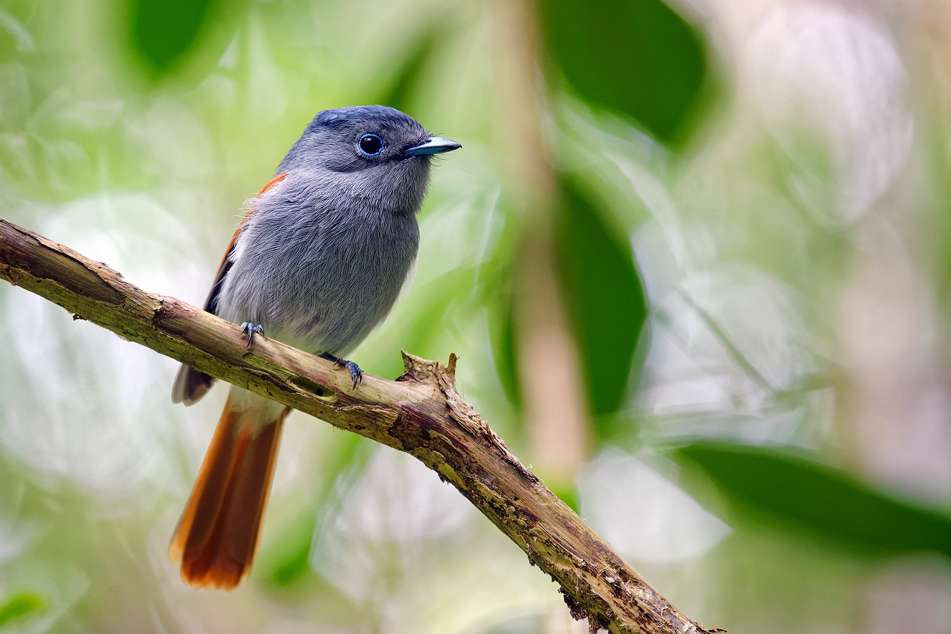 Mauritius paradise flycatcher - Terpsiphone bourbonnensis desolata