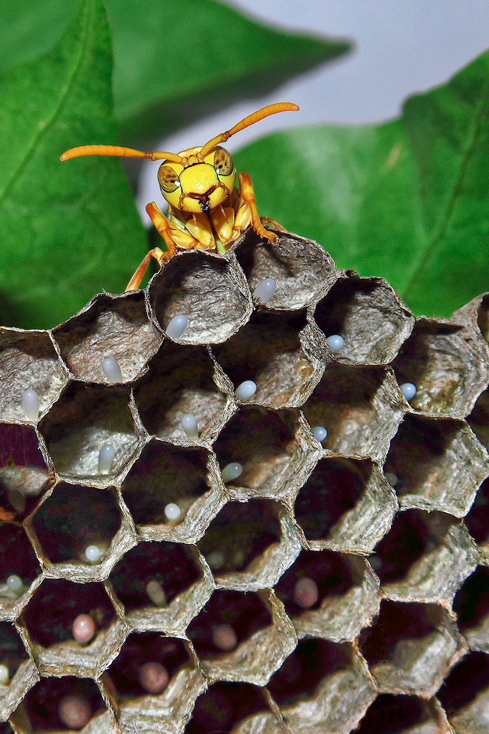Indian paper wasp - Polistes hebraeus