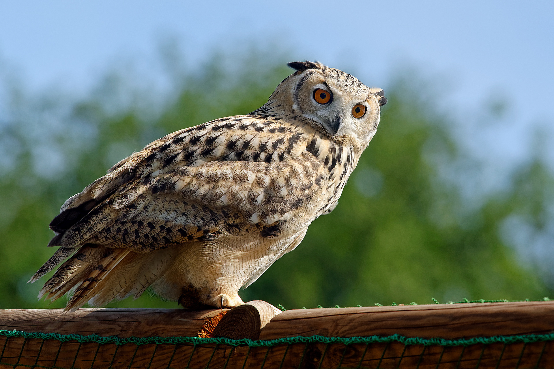 Indian eagle-owl - Bubo bengalensis